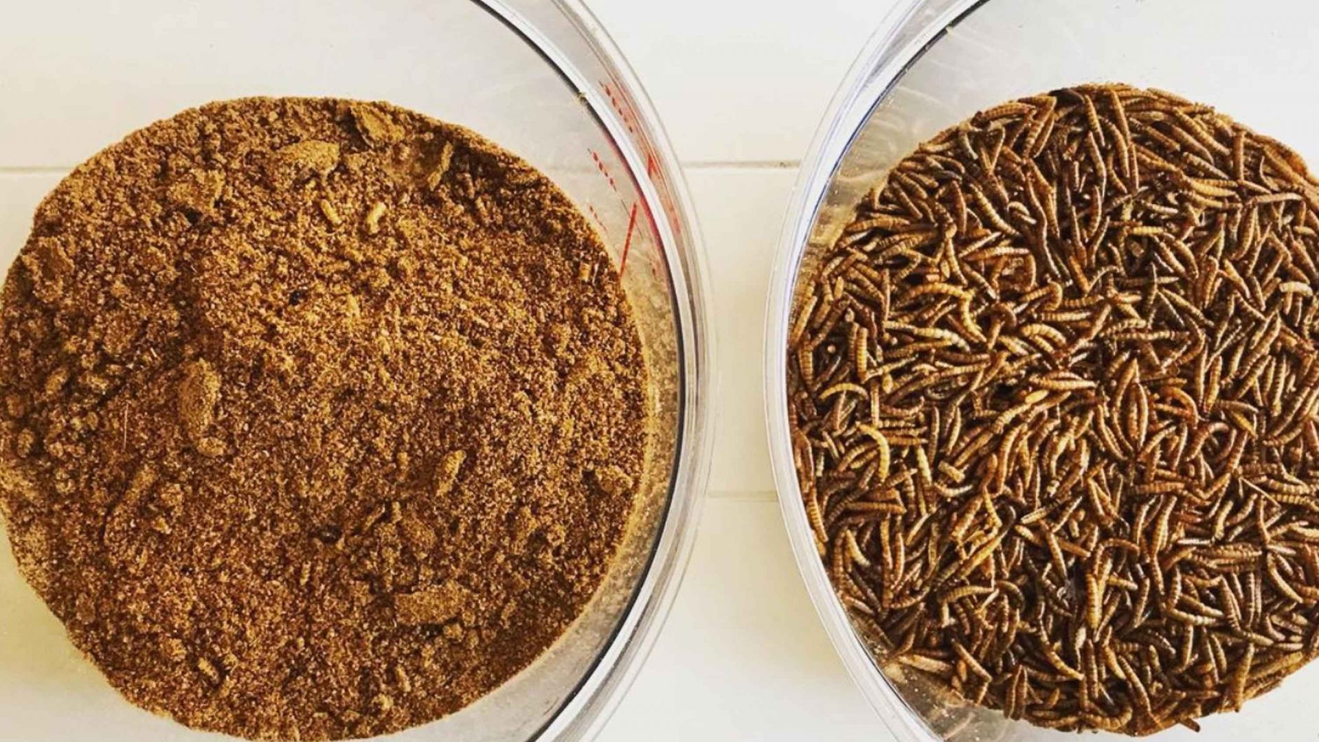 Yes, you should be eating bugs for breakfast