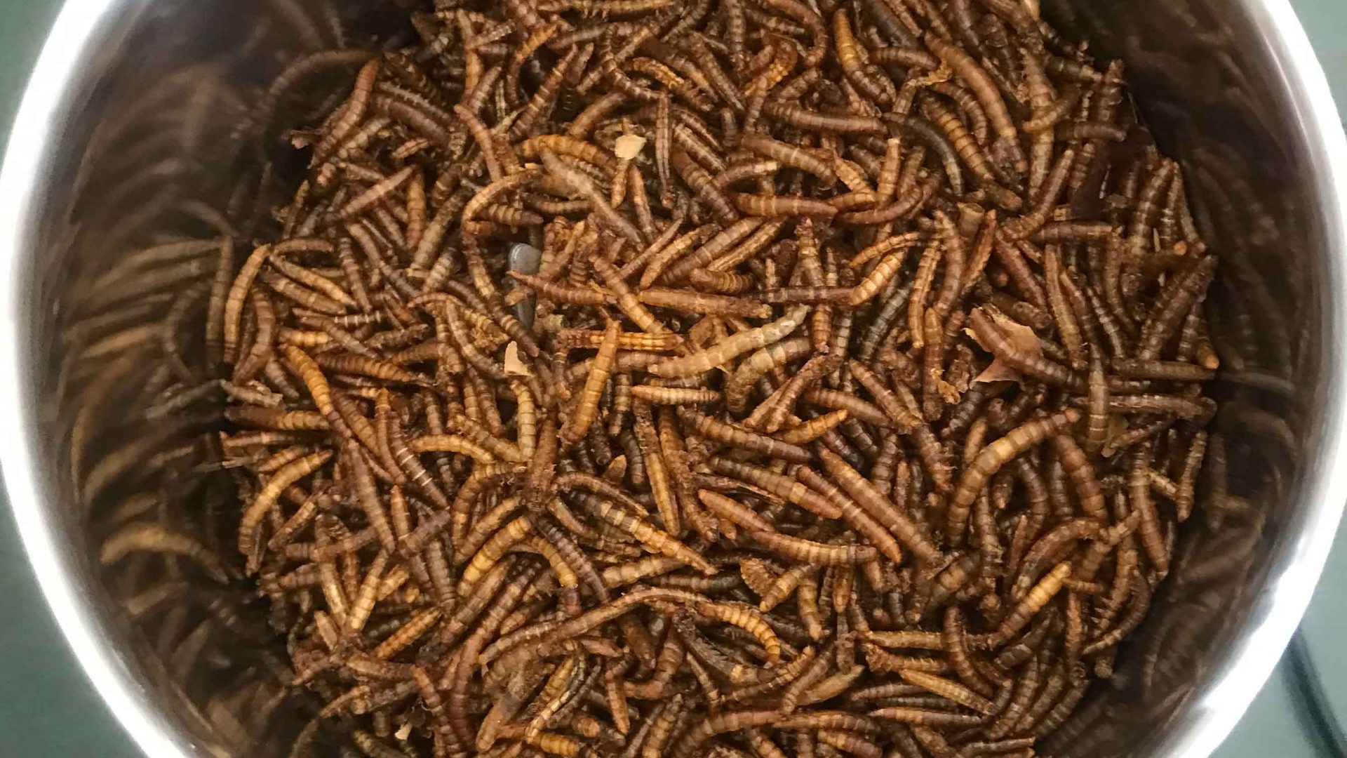 A bowl of mealworms.
