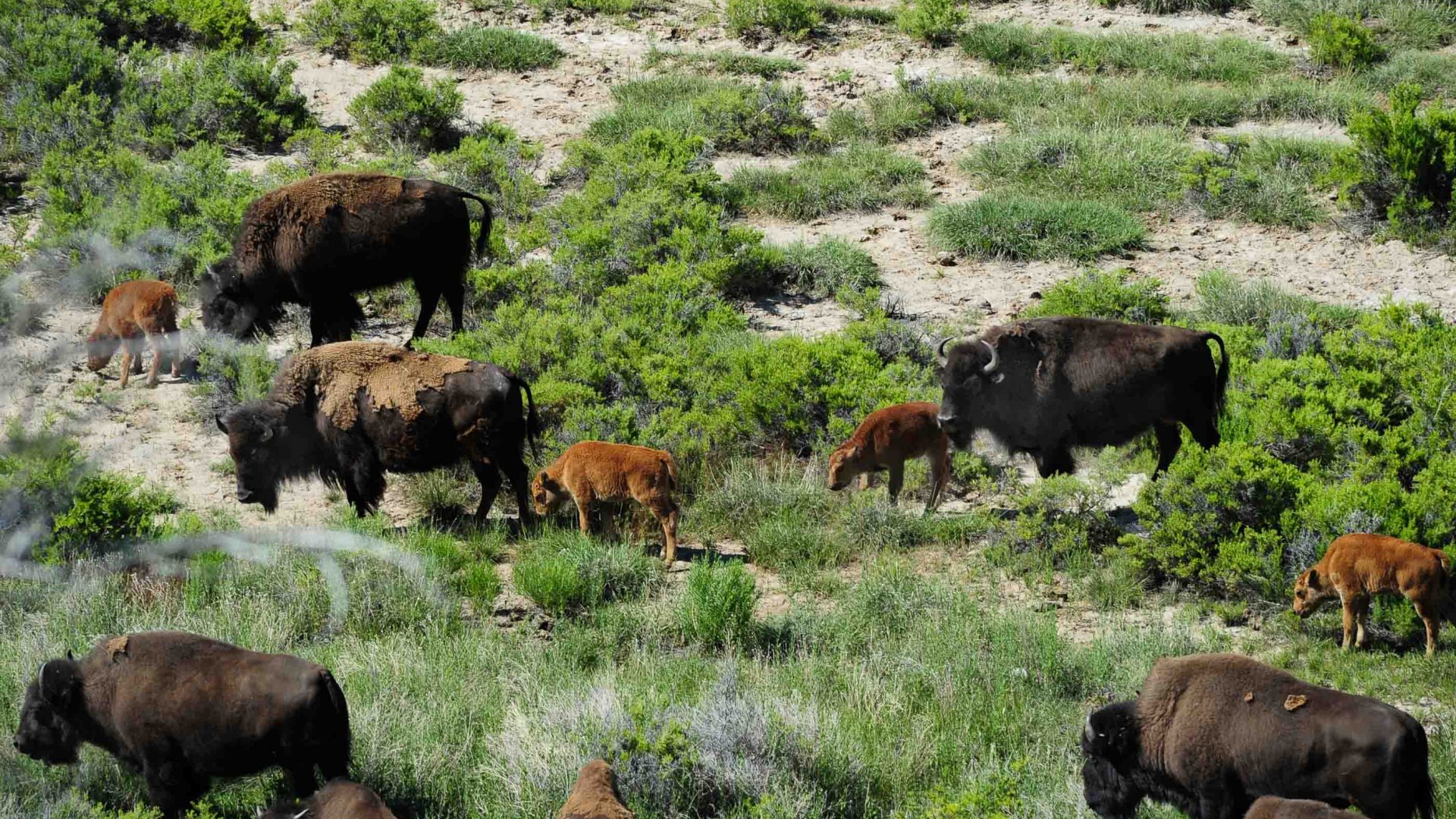 Several bison are seen from above crossing over grass.
