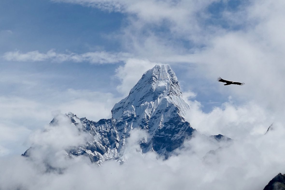 The snowy peak of a mountain shrouded in cloud with a bird flying past.