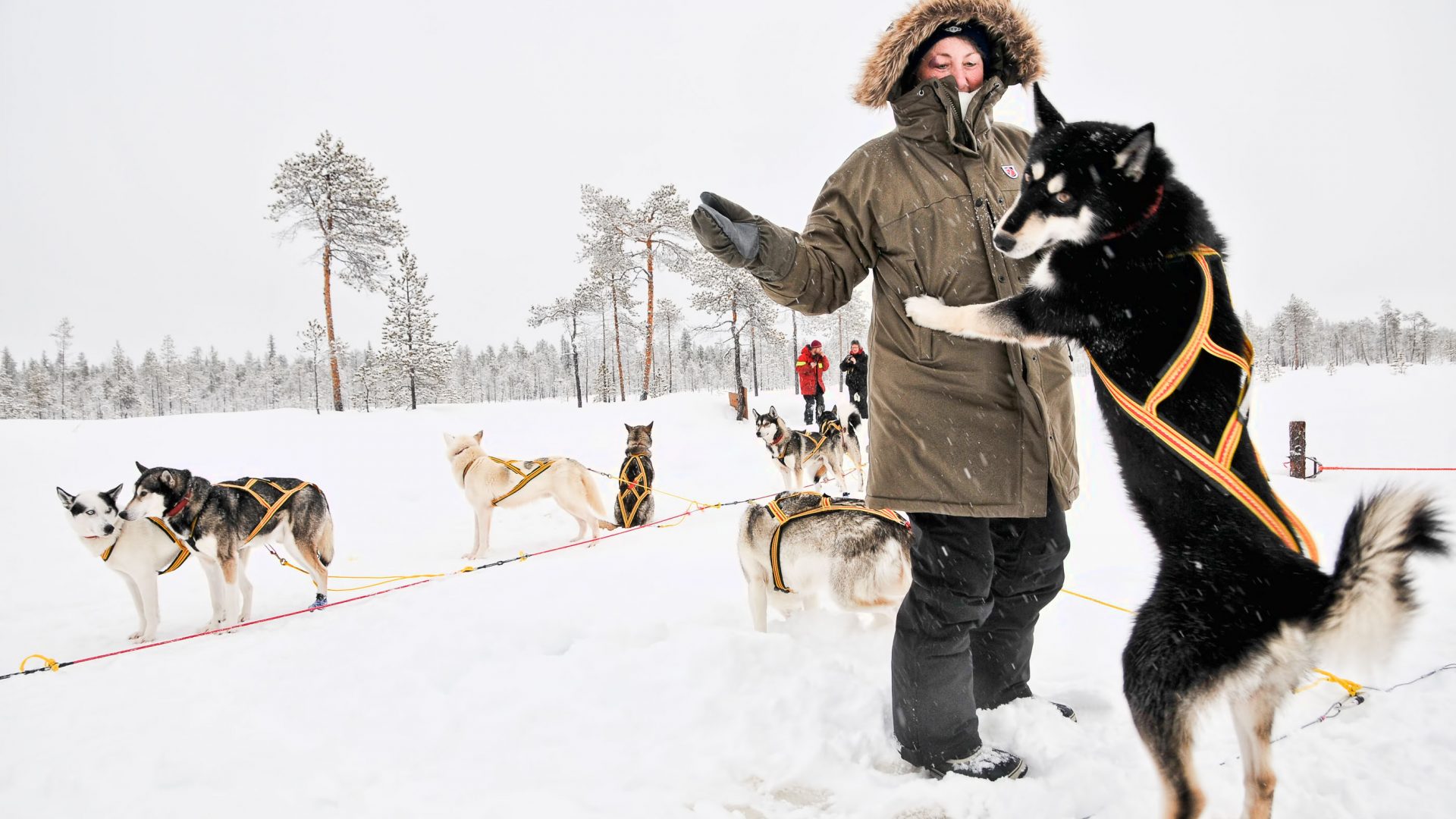A person smiles as a dog sledding dog jumps up on her.