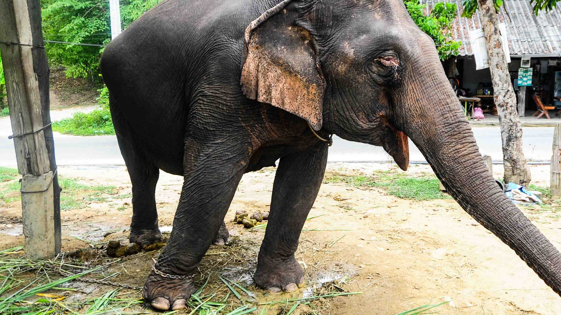 A chained elephant at the edge of the road.