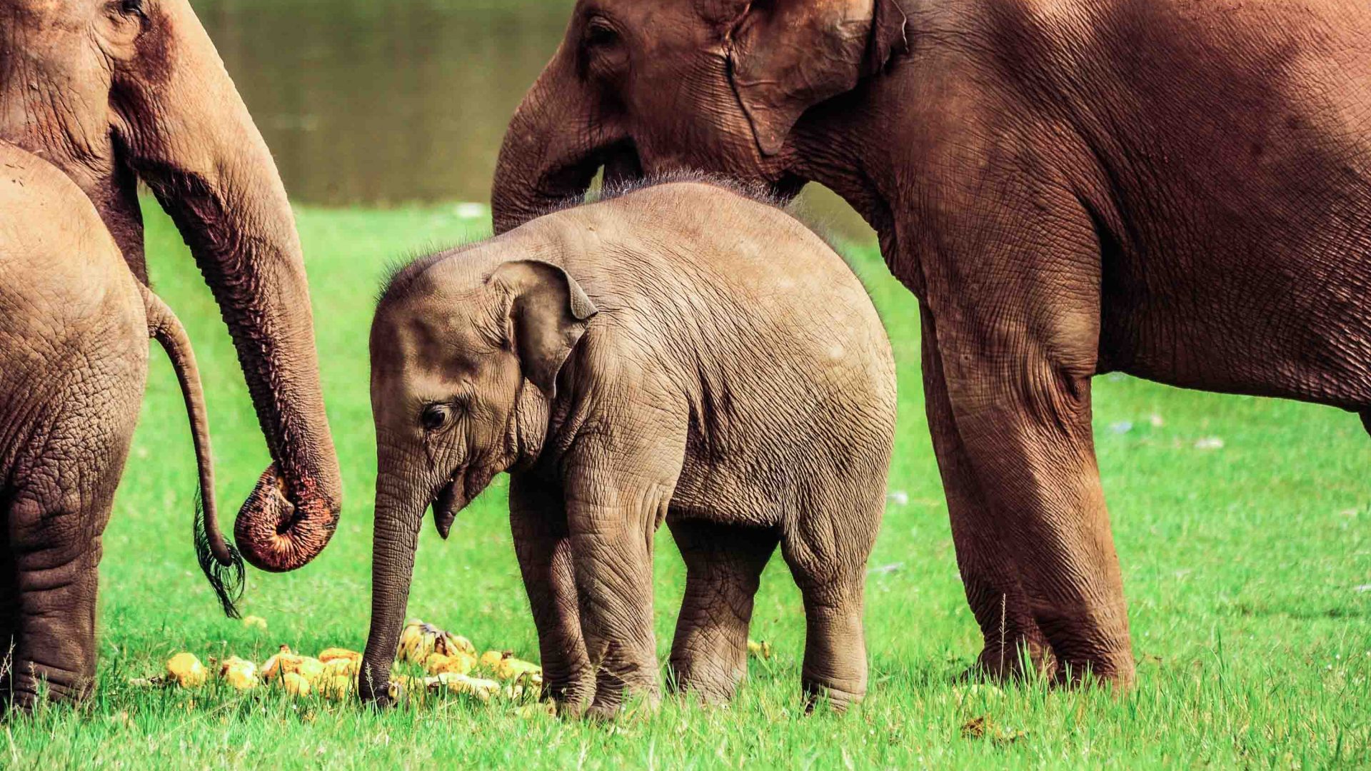 Baby Cha Ba stands with some adult elephants in the grass.