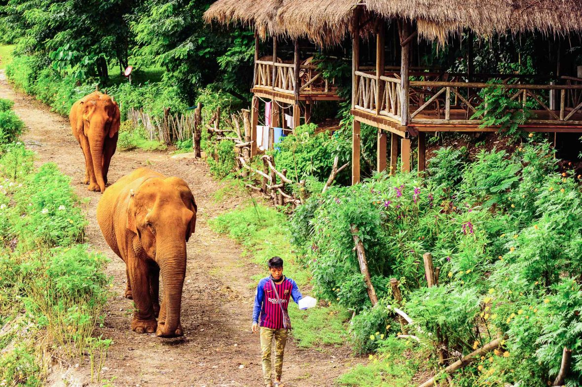 Elephants follow a mahout at ENP.