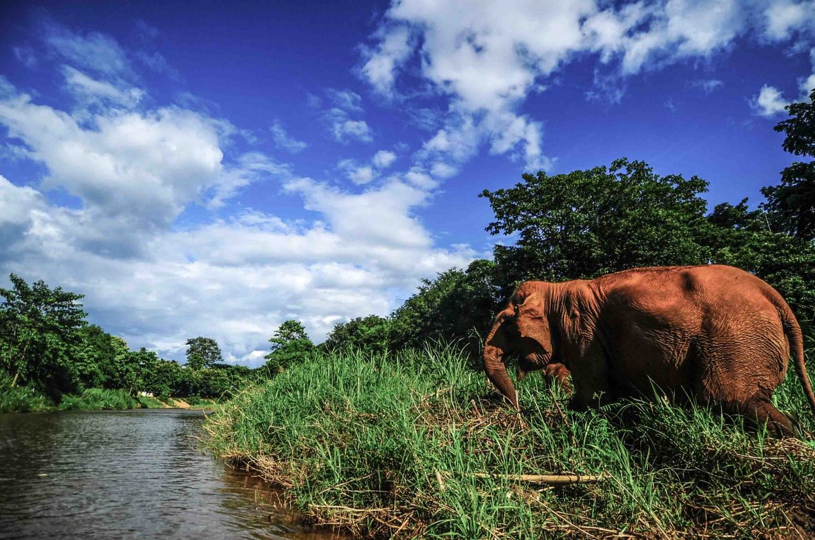 An ENP elephant at the edge of the river.