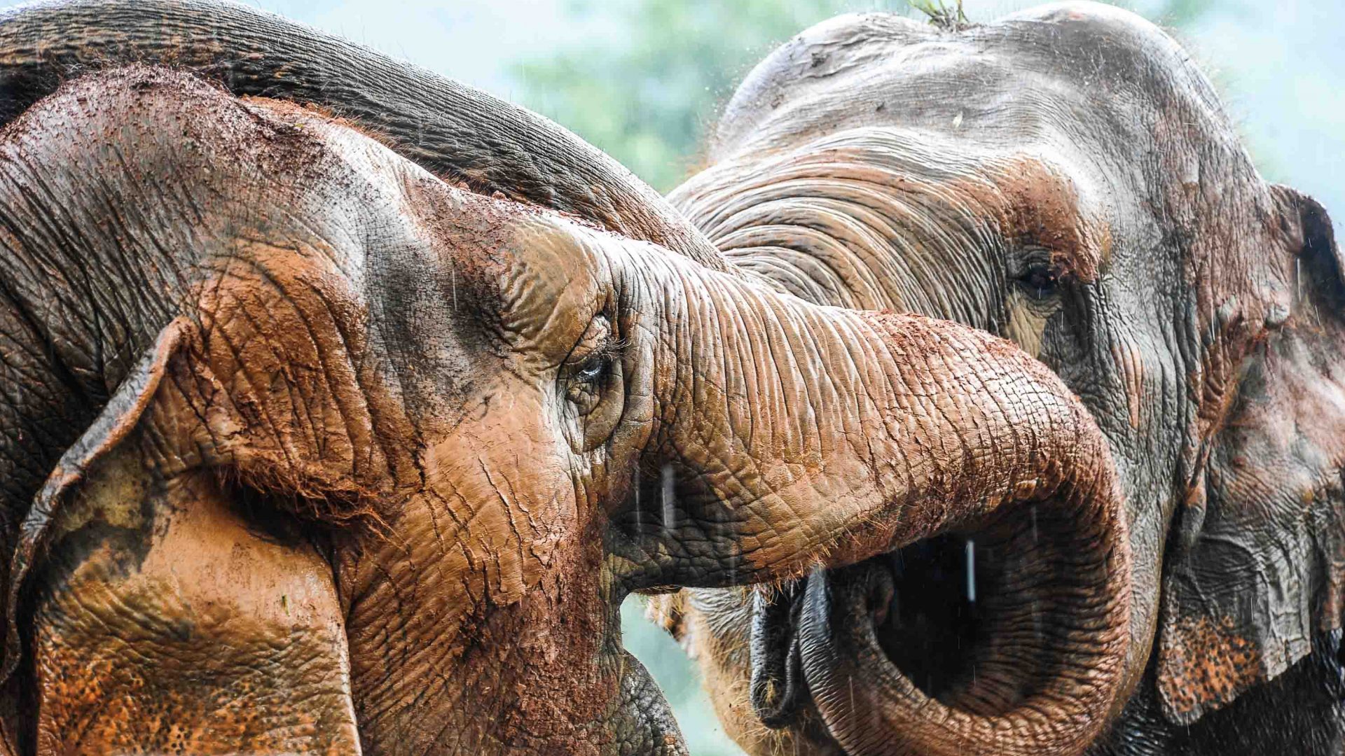 Two elephants bring their faces together.