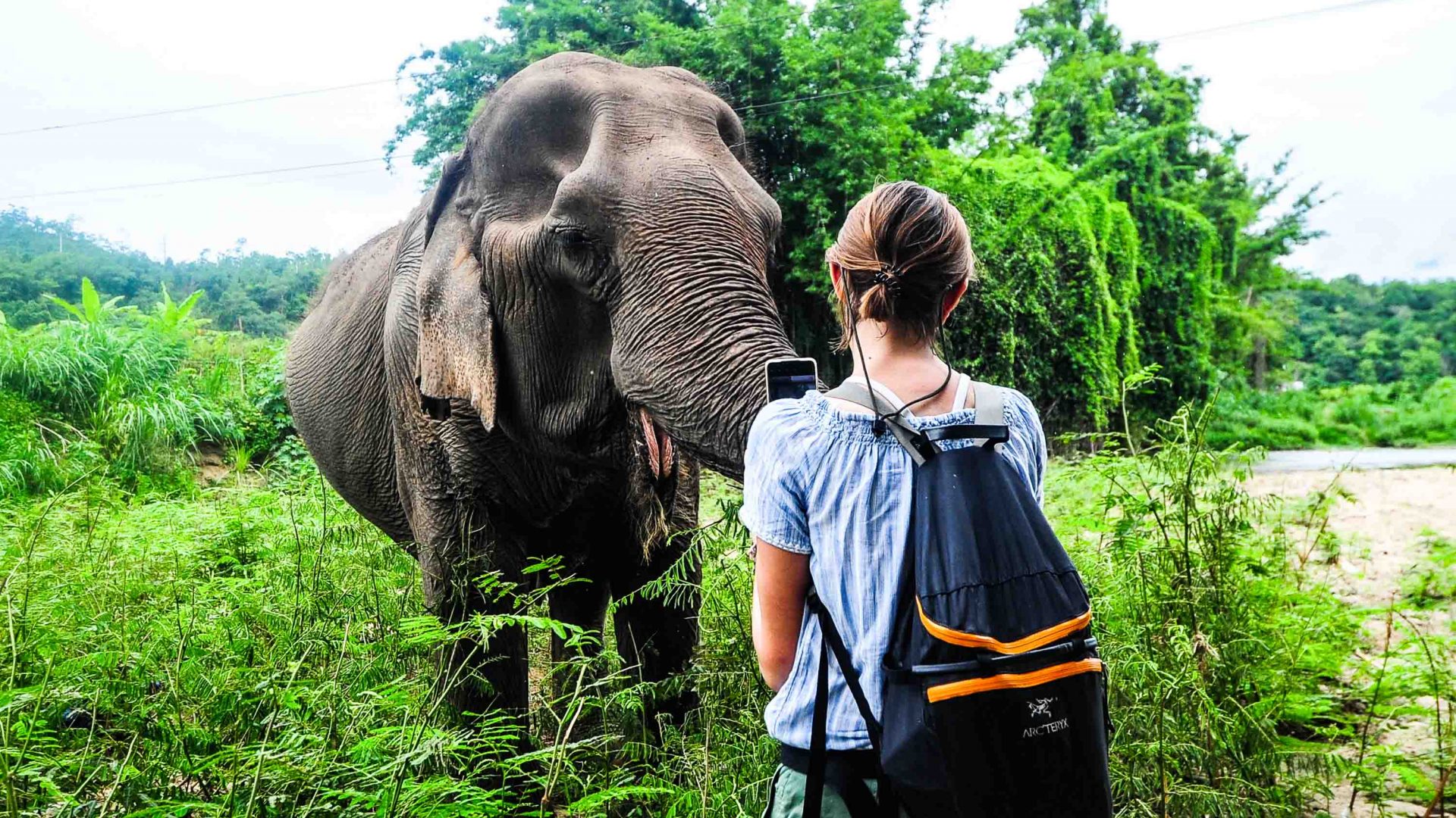 An ENP volunteer admires an elephant and takes a photo on their phone.