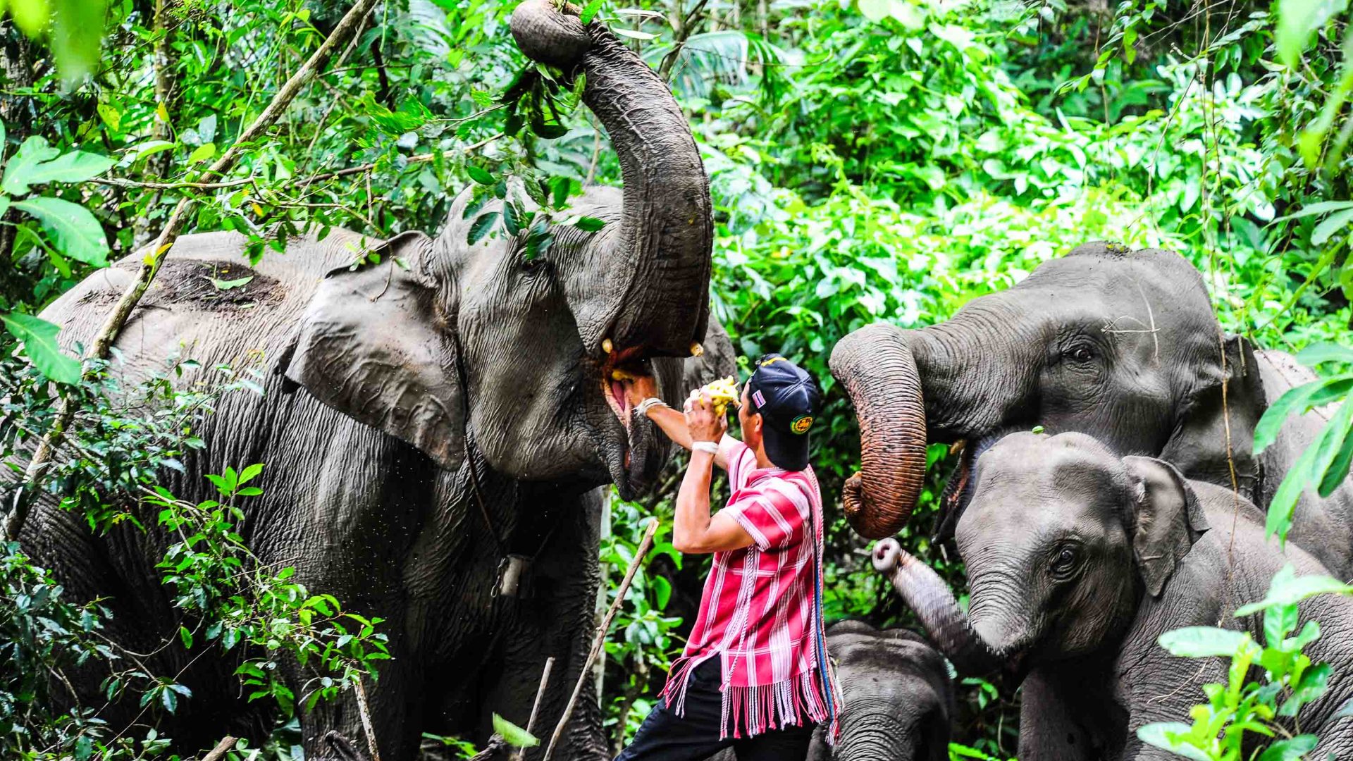 An Om Koi mahout feeds a female elephant a banana.