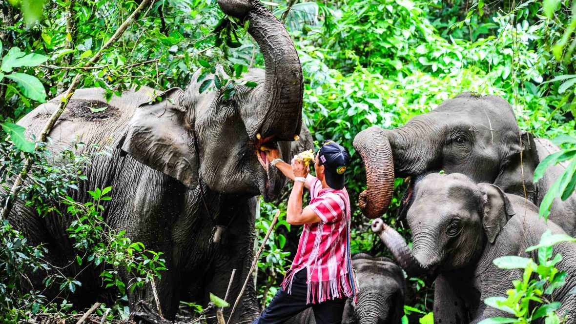 The Big Question: Can even ‘ethical’ elephant tourism ever be truly ethical?