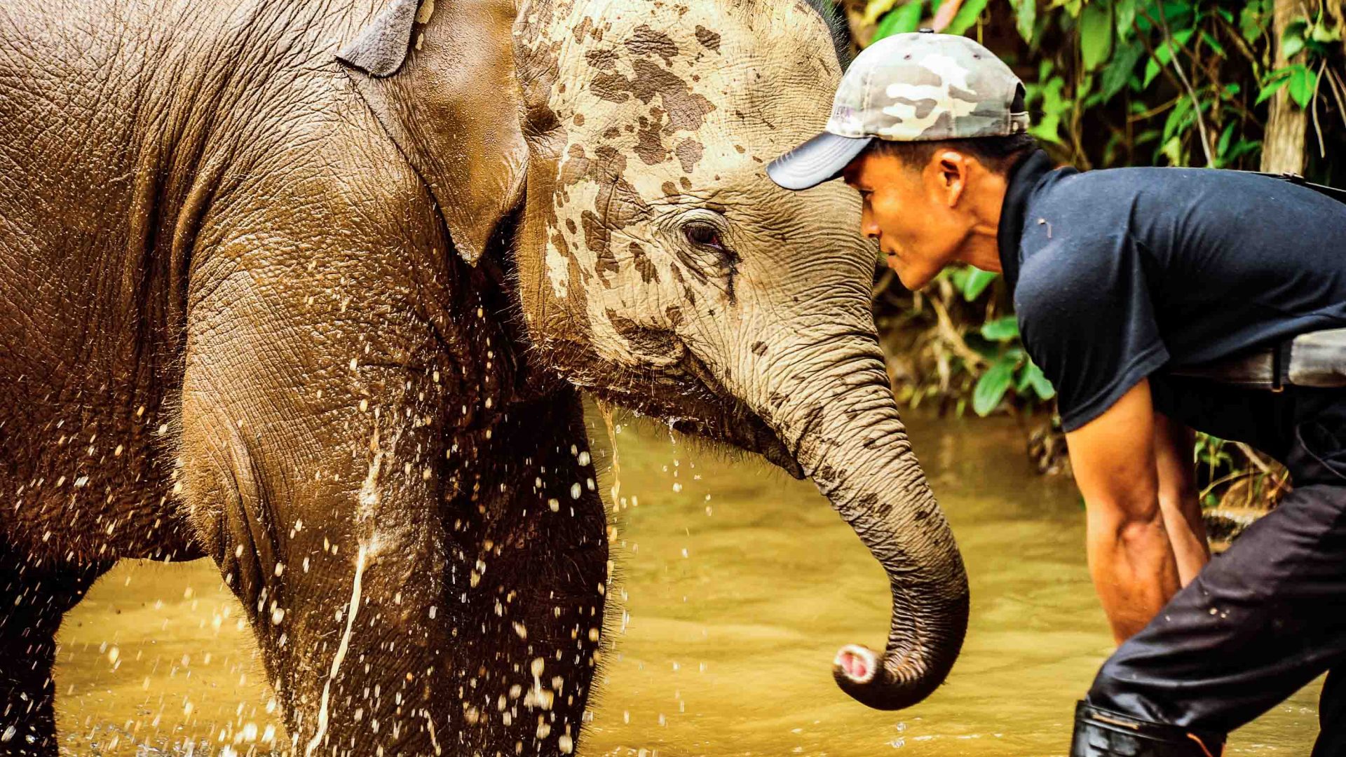 Young Om Koi elephant William with his mahout in the river.