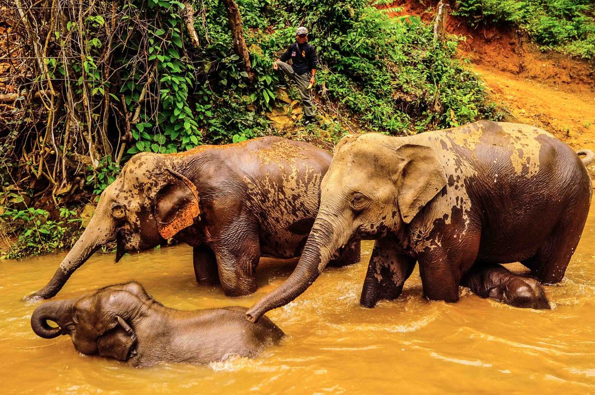 A family of Om Koi elephants bathe in the river.