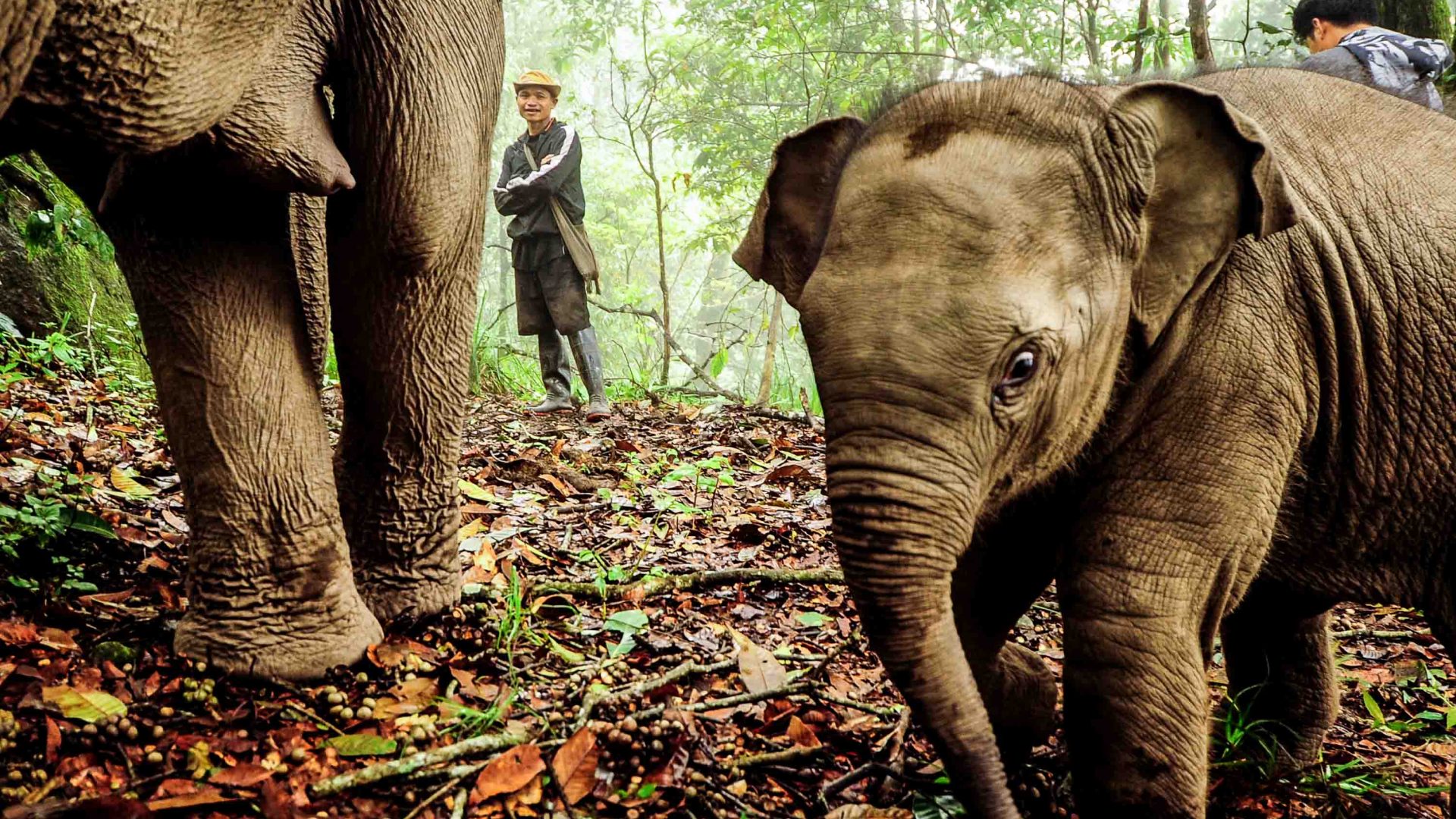 A mahout stands in the background while an adult and a baby elephant stand in the foreground.