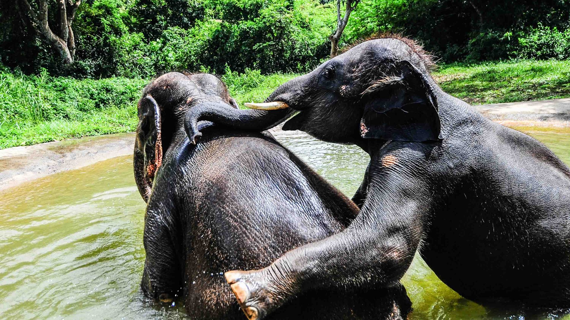 Two elephants play in the water.