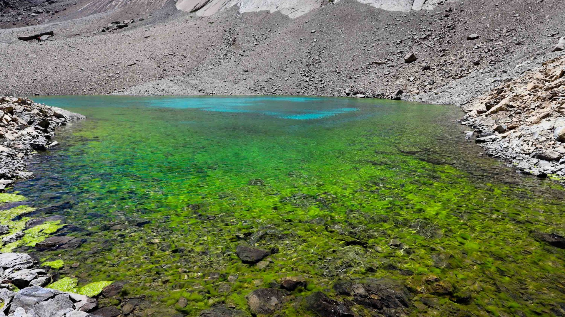 Bright green water fill a lake.