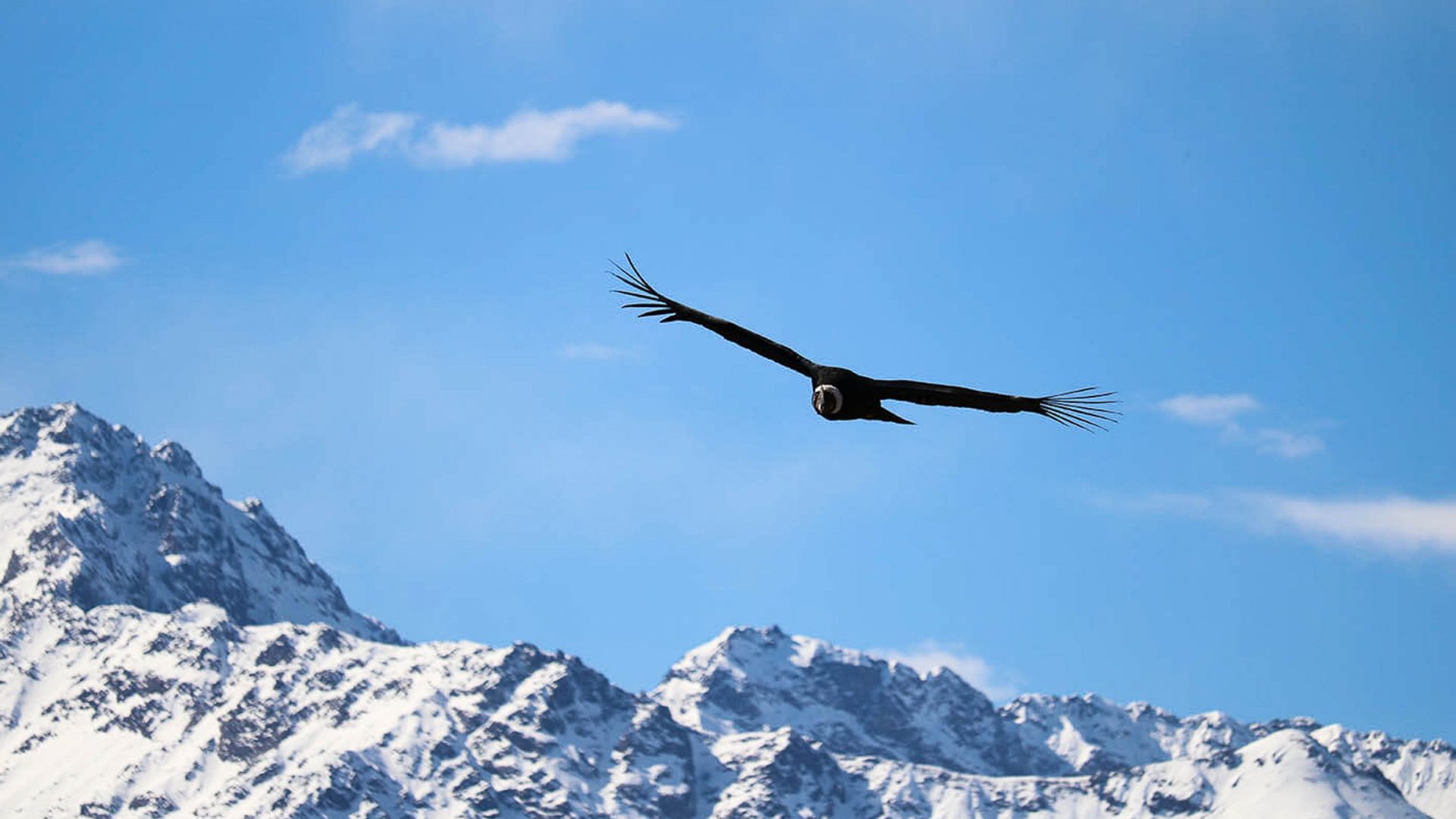 A condor flies over mountains.