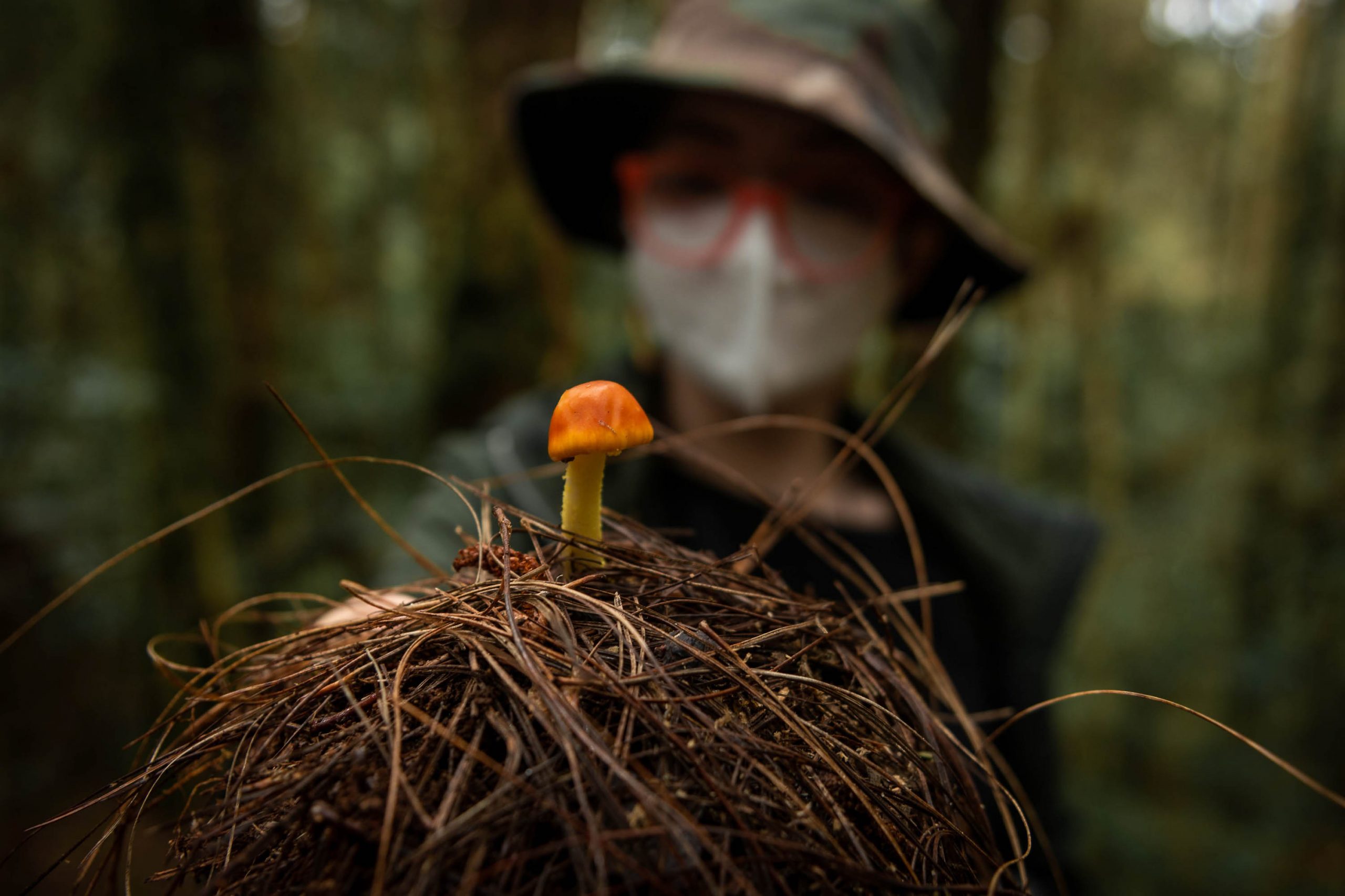 Costa Rica’s newest attraction? Mushrooms