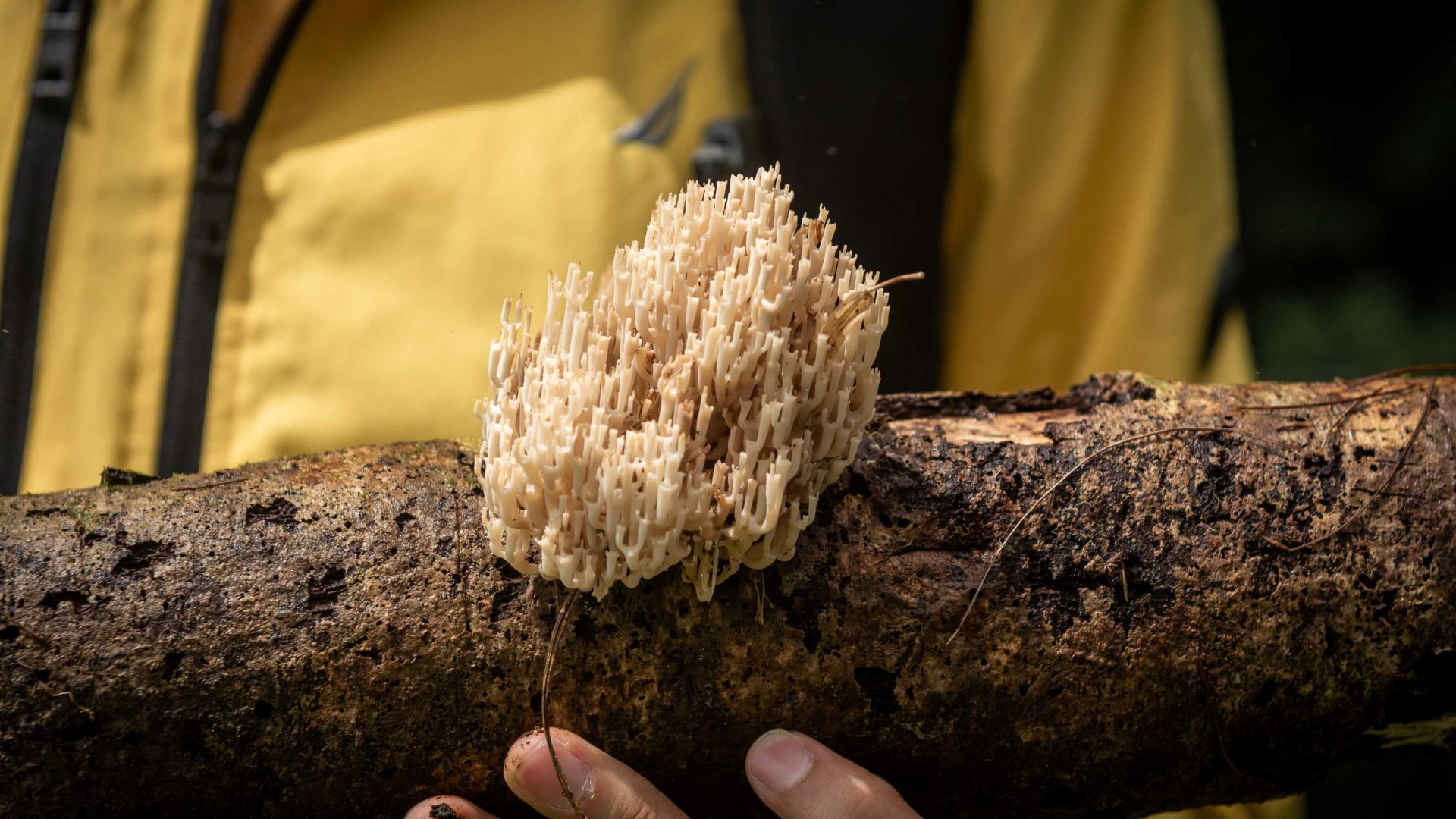 A hand holds a log with a white fungus on it.