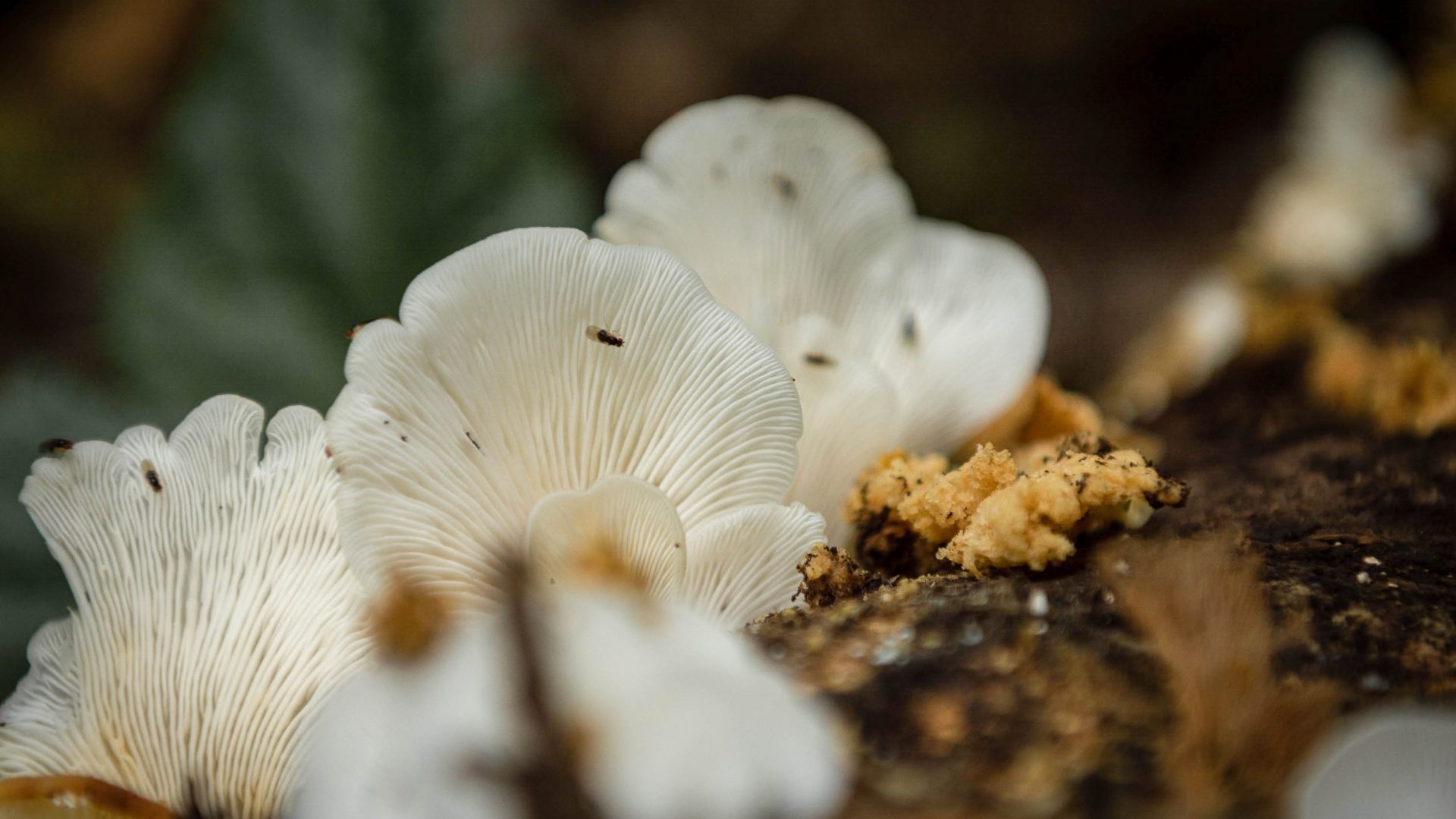 White fungus on a log.
