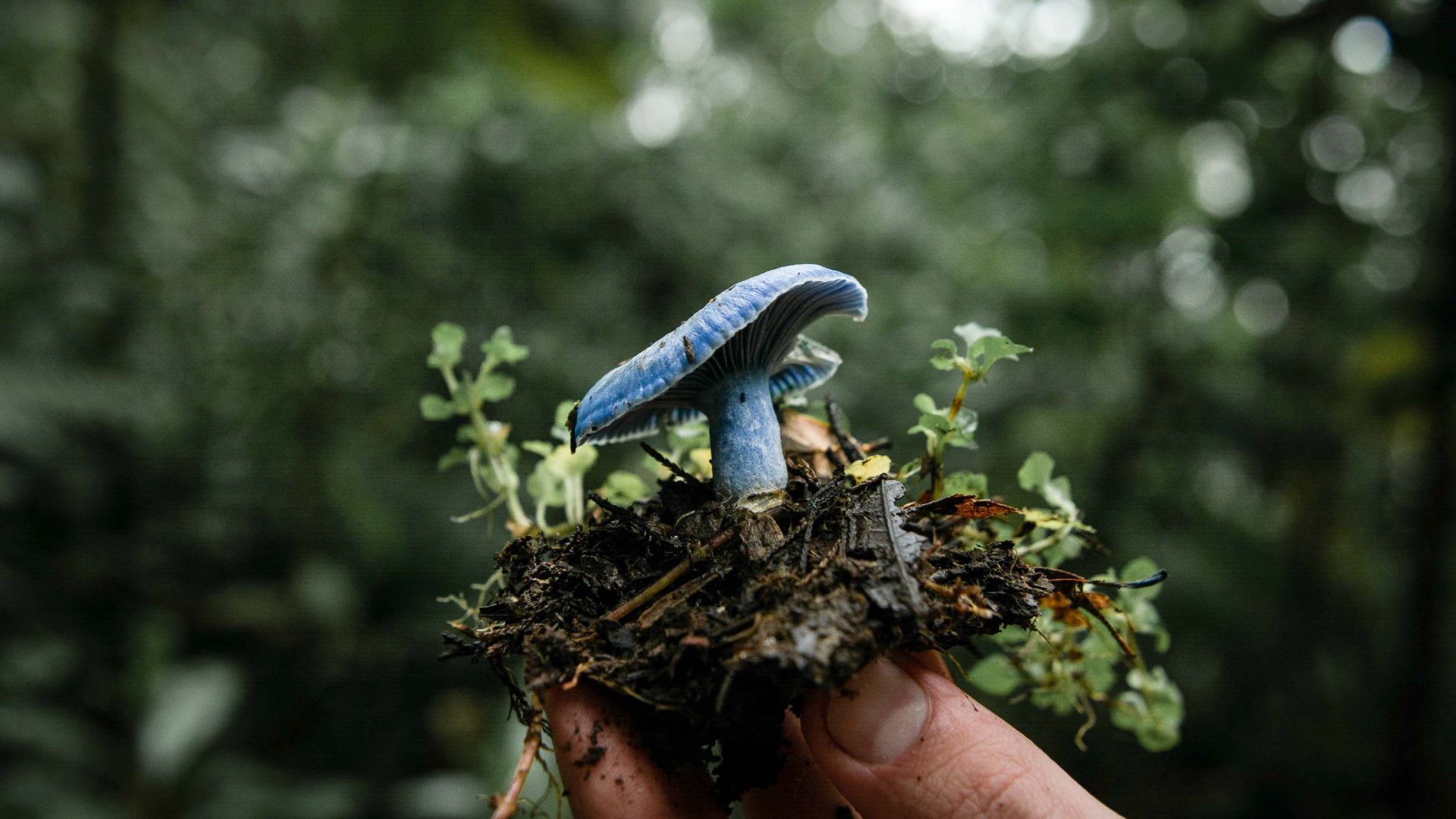 A hand holds a blue mushroom.