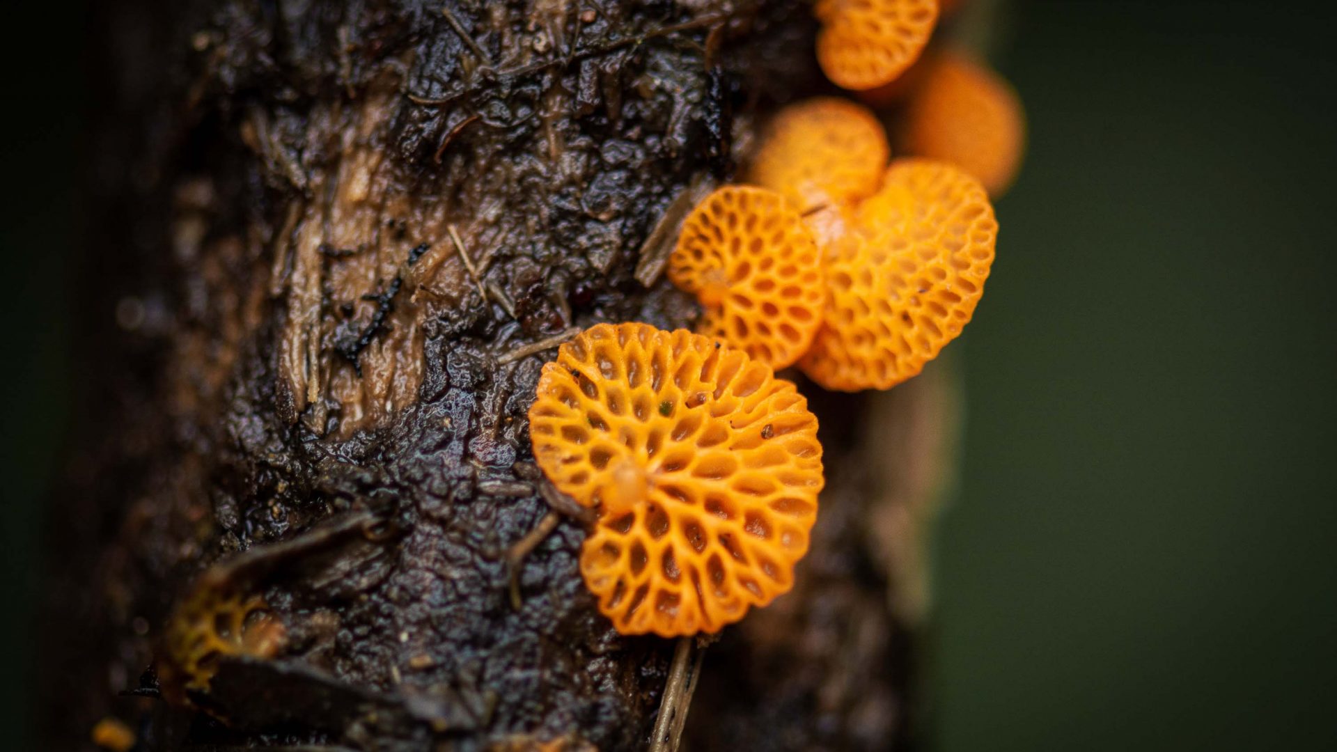 Orange mushrooms on a piece of wood.