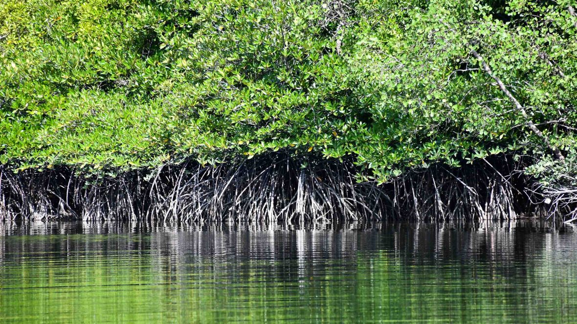 Goa Environment Is ecotourism always a positive? Goa under the spotlight | Adventure.com