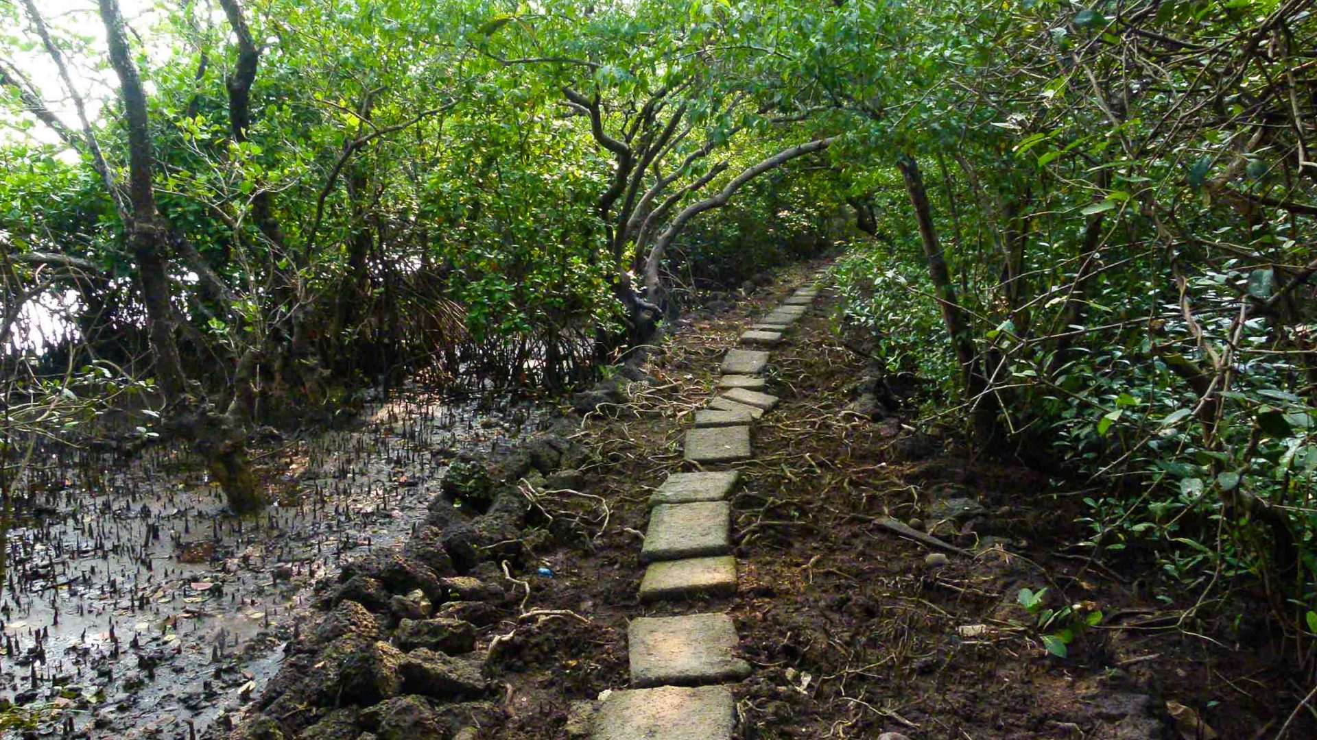 A walkway past mangroves and through trees.
