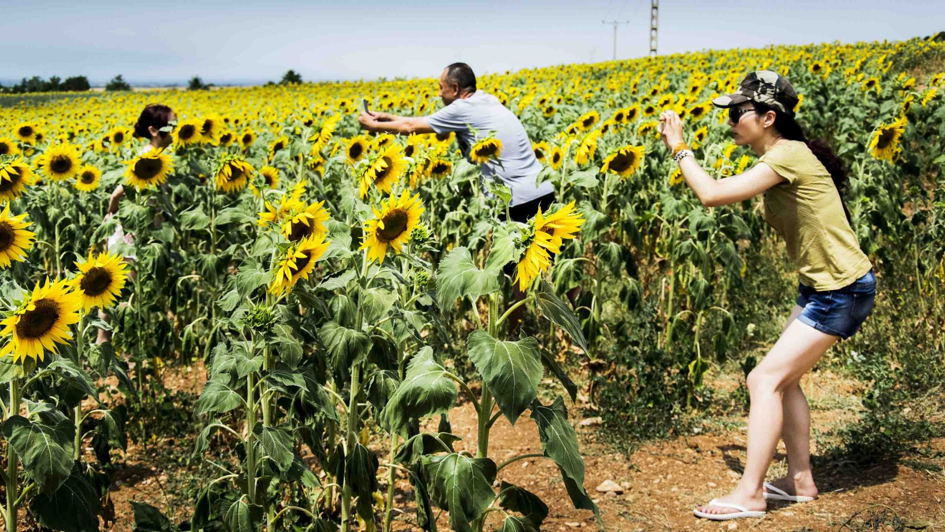 Tourists take photos in amongst sunflowers