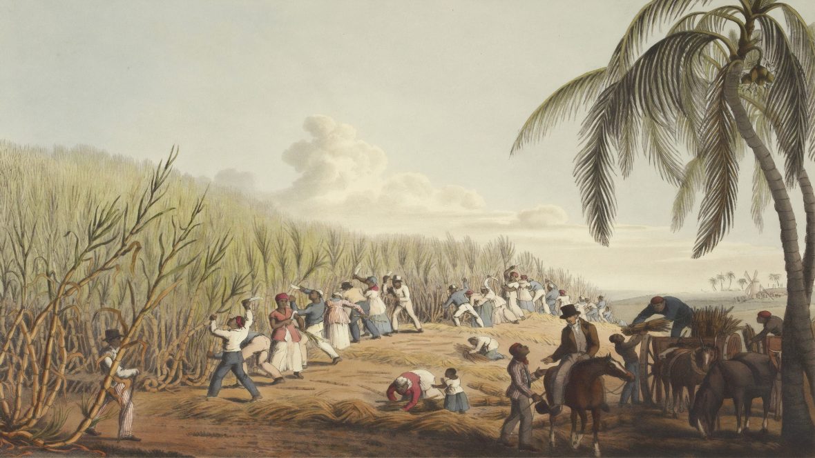 Slaves cutting the sugar cane on the Island of Antigua, 1823