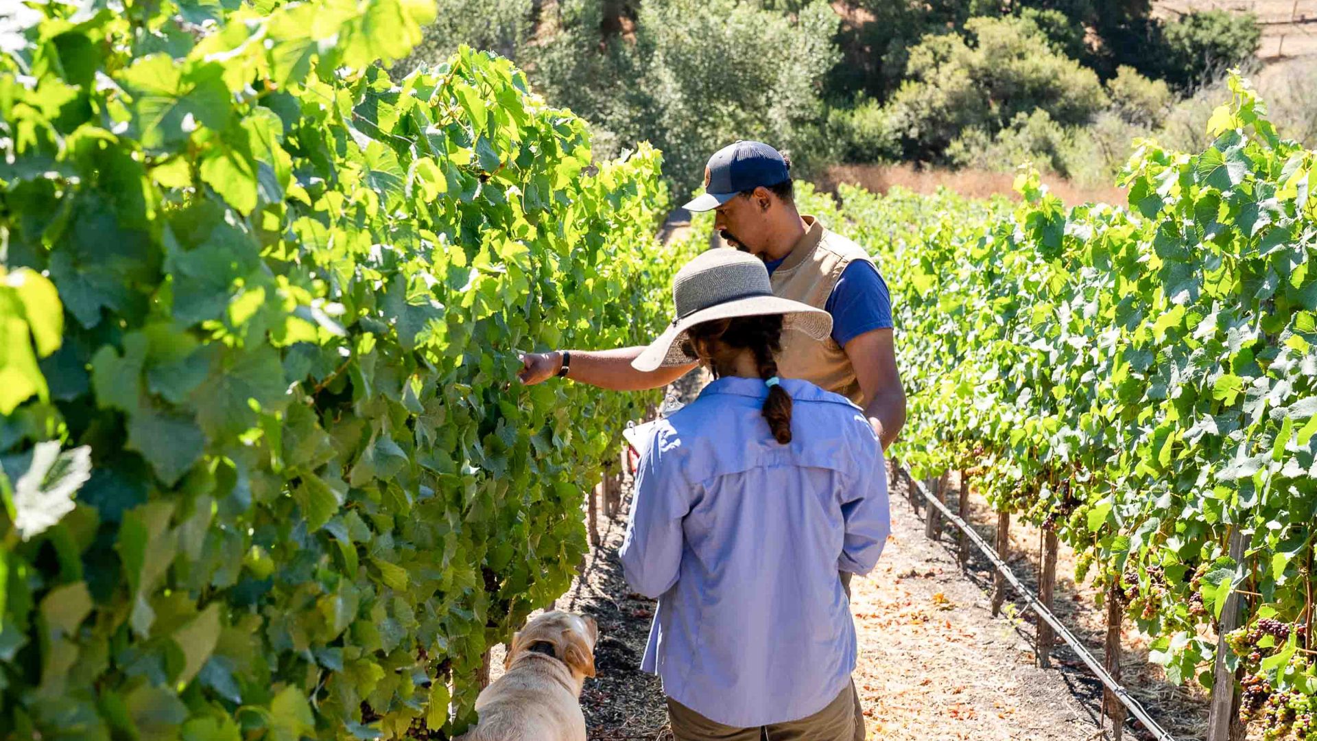 A man and a woman look at vines of grapes.
