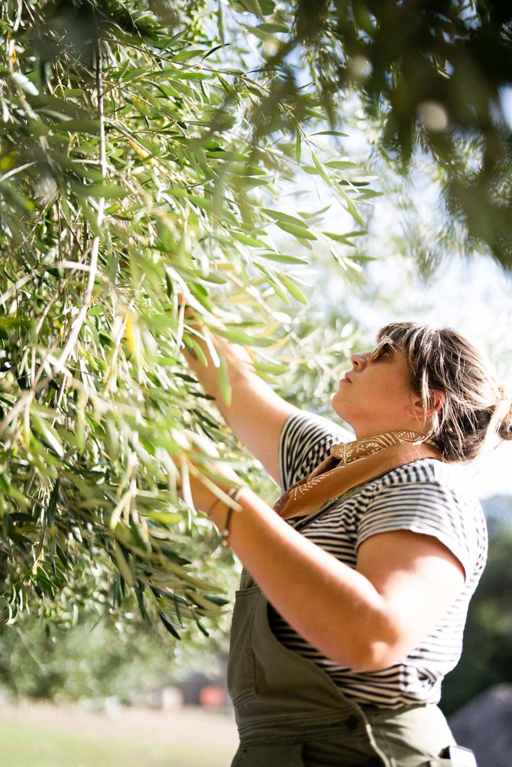 A woman reaches up to pick olives.