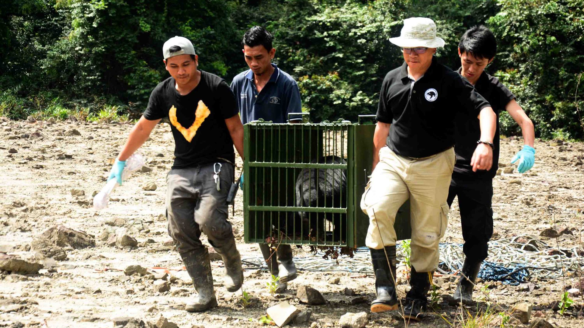 A team of people carry a cage holding a sun bear.