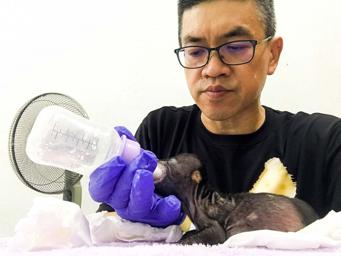 Dr Wong feeds a newborn bear with a bottle.