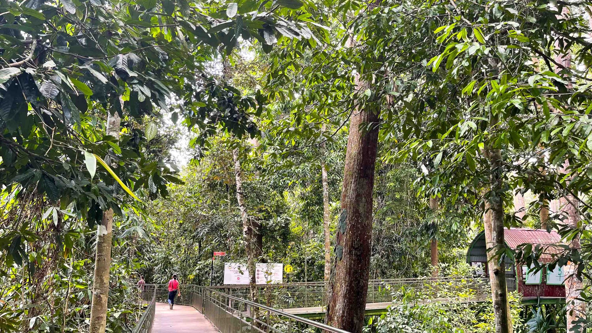 An aerial walkway at the Bornean Sun Bear Conservation Centre.