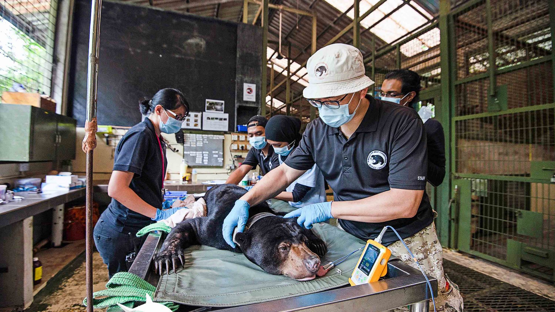 Dr Wong and his team check the health of a sedated bear.