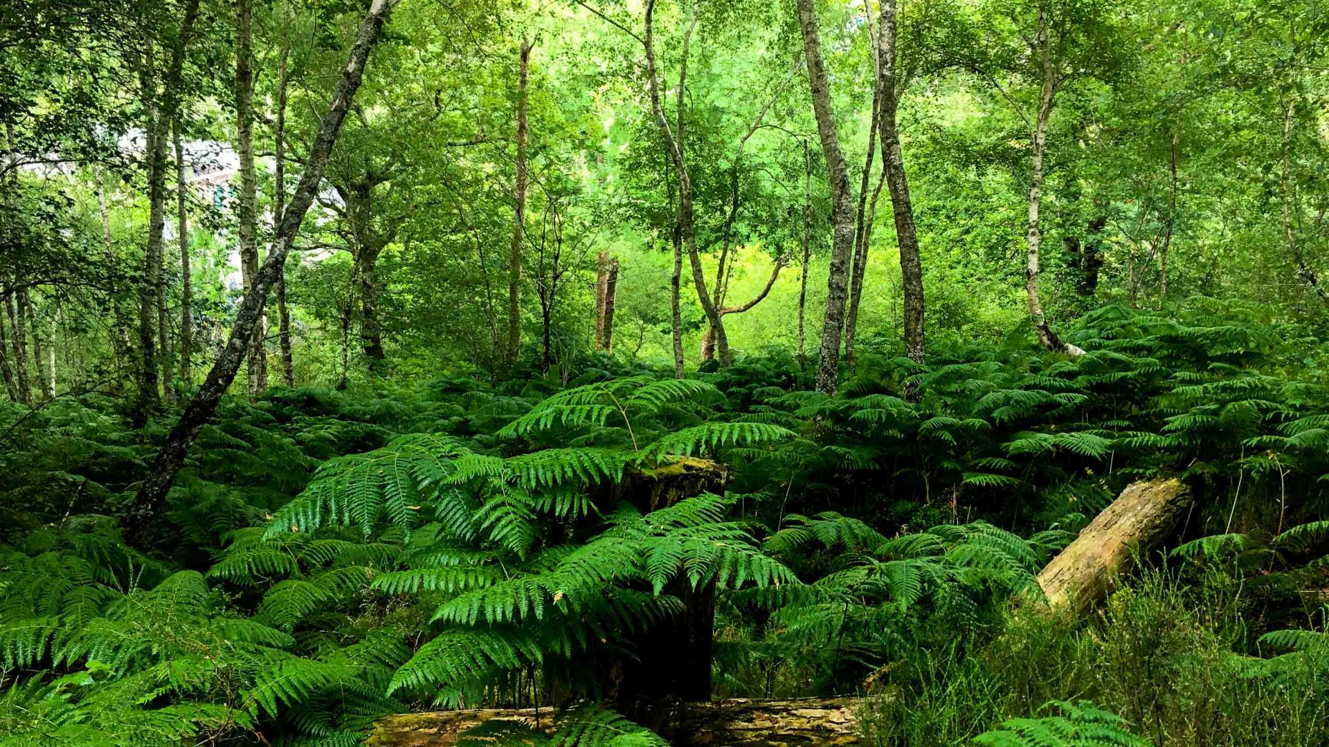Ferns cover the forest floor.