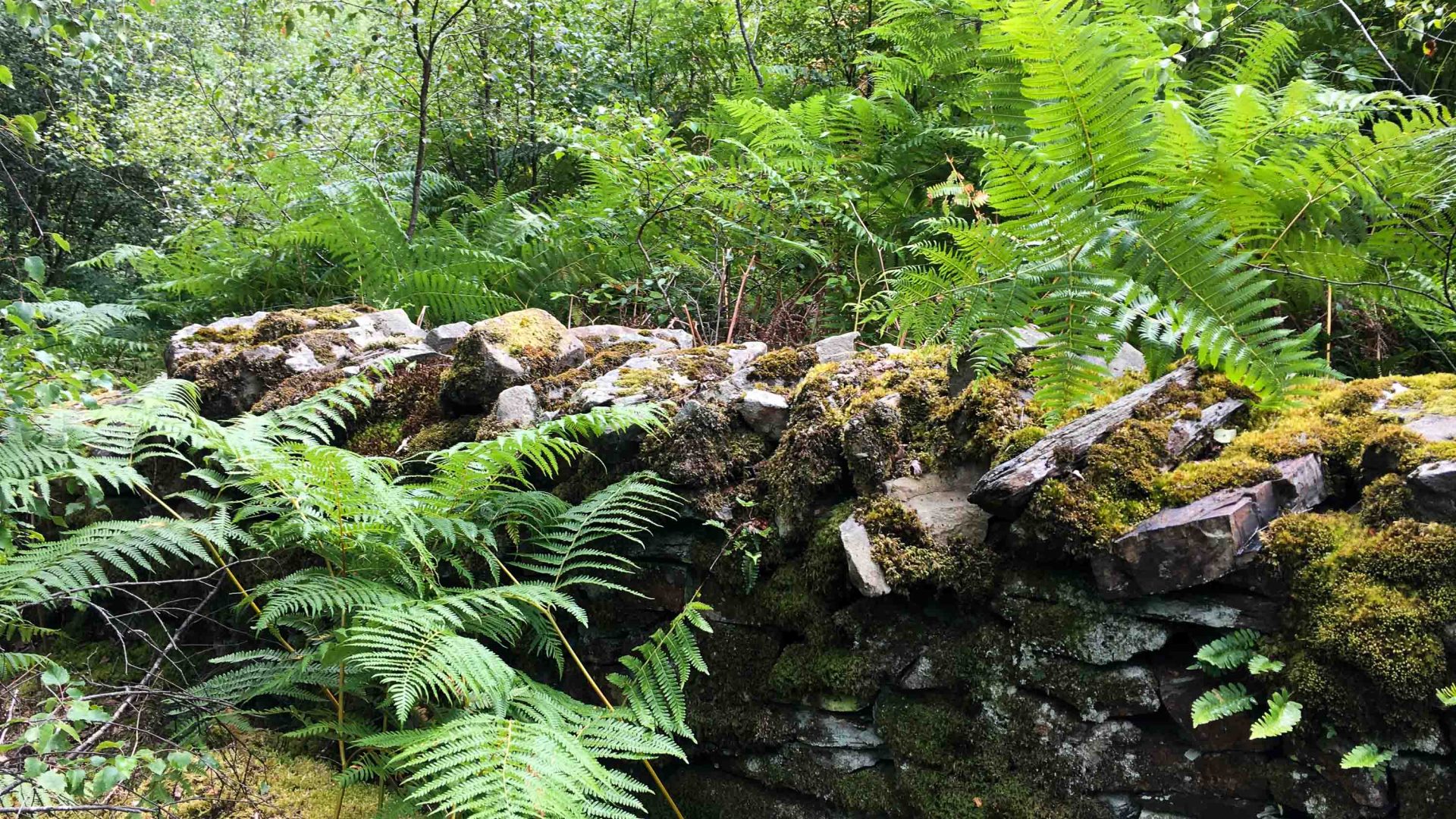 A stone wall and ferns.