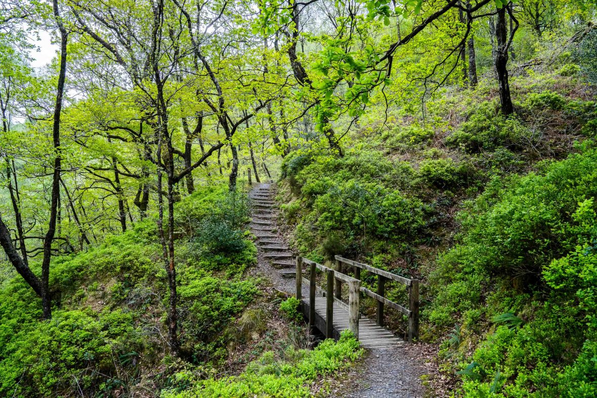 A path winds up some stairs in a forest.