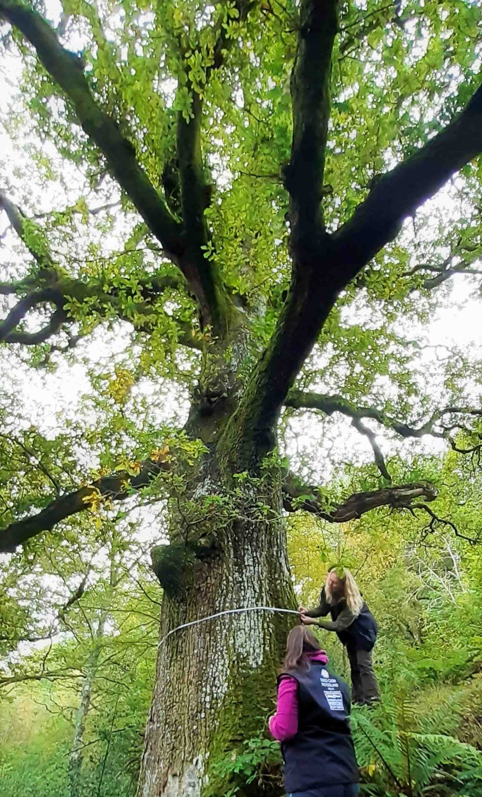 Woodland Trust's Kirsten Manley and Kylie measuring a veteran tree in Coed Felenrhyd.