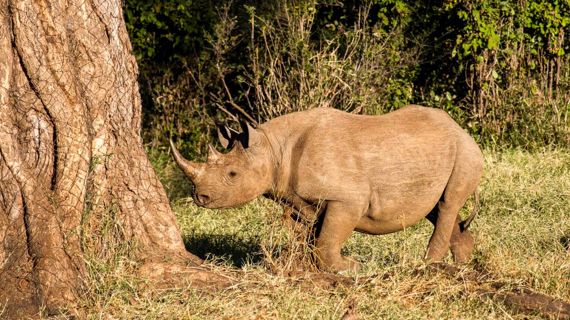 A black rhino stands under a tree.