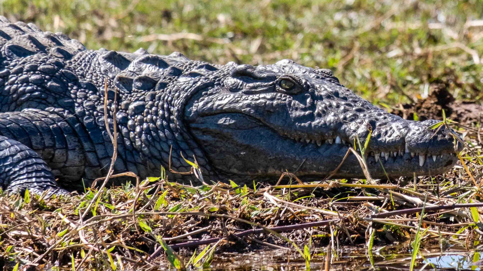 A crocodile rests on the ground.