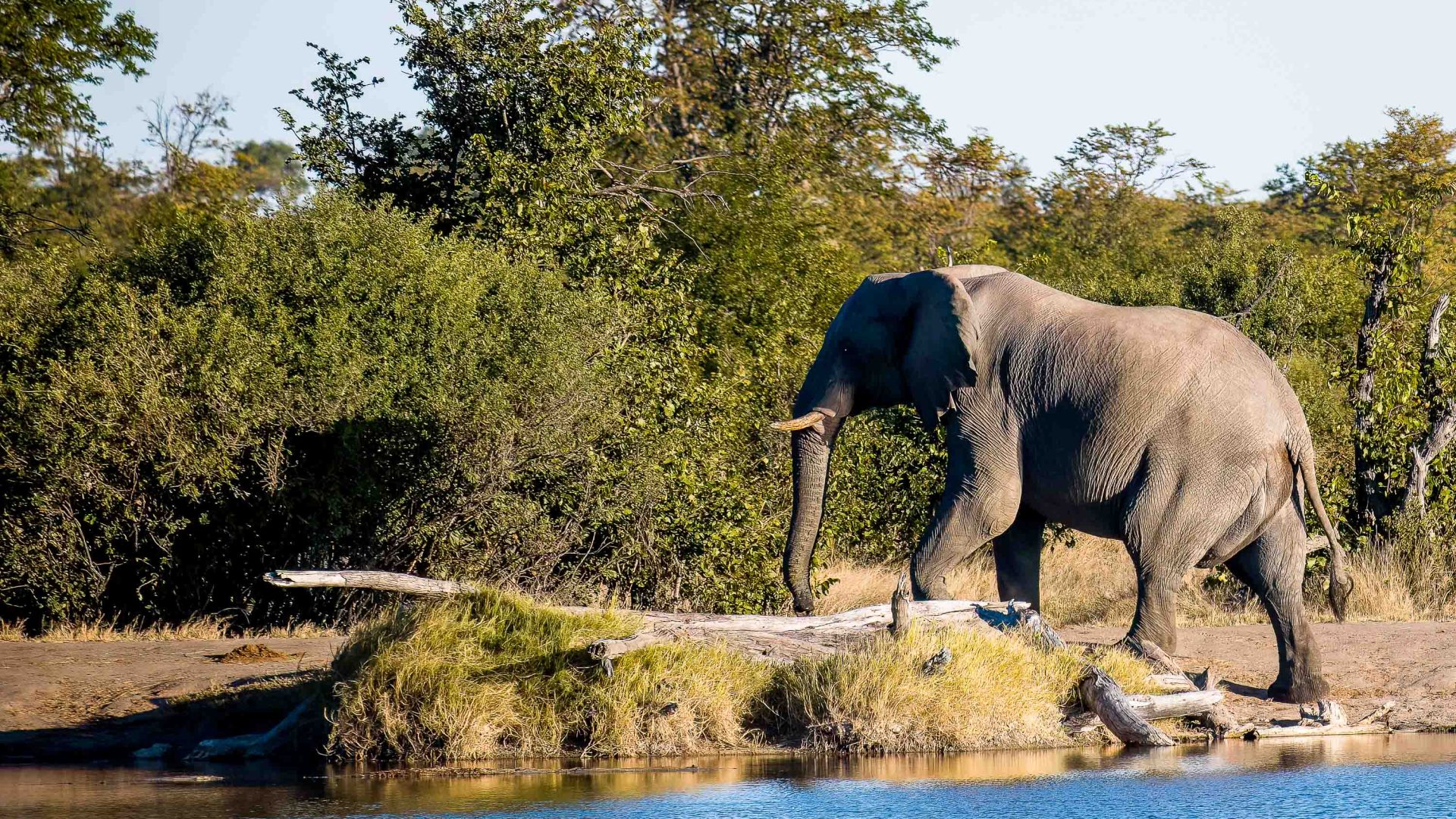 An elephant climbs an embankment.