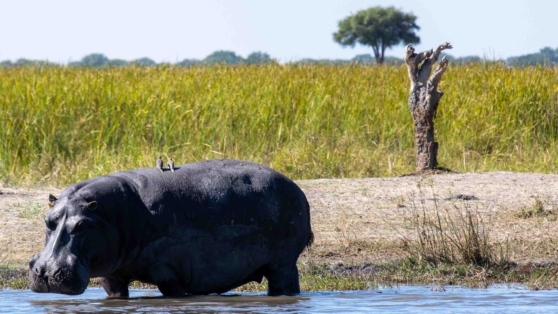 A dark hippo enters the water.