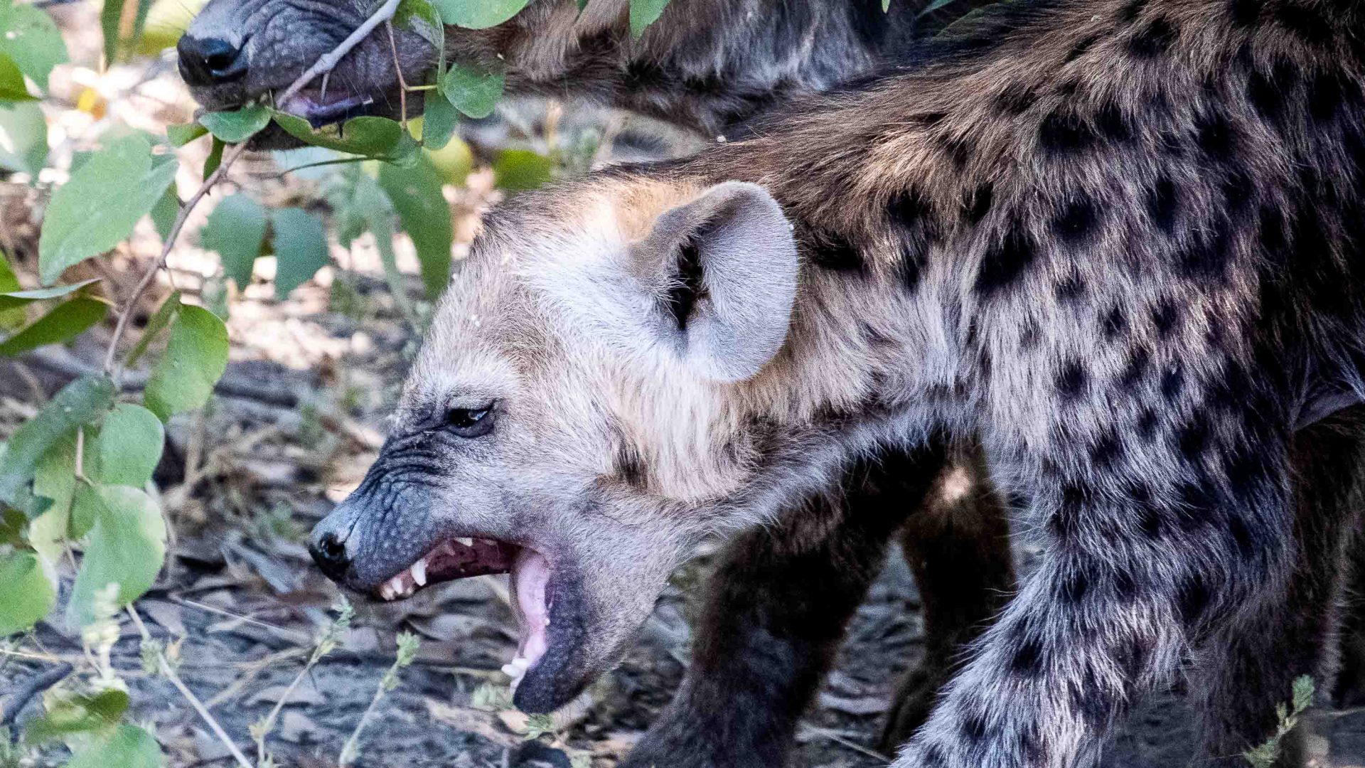 A hyena cub bares its teeth.