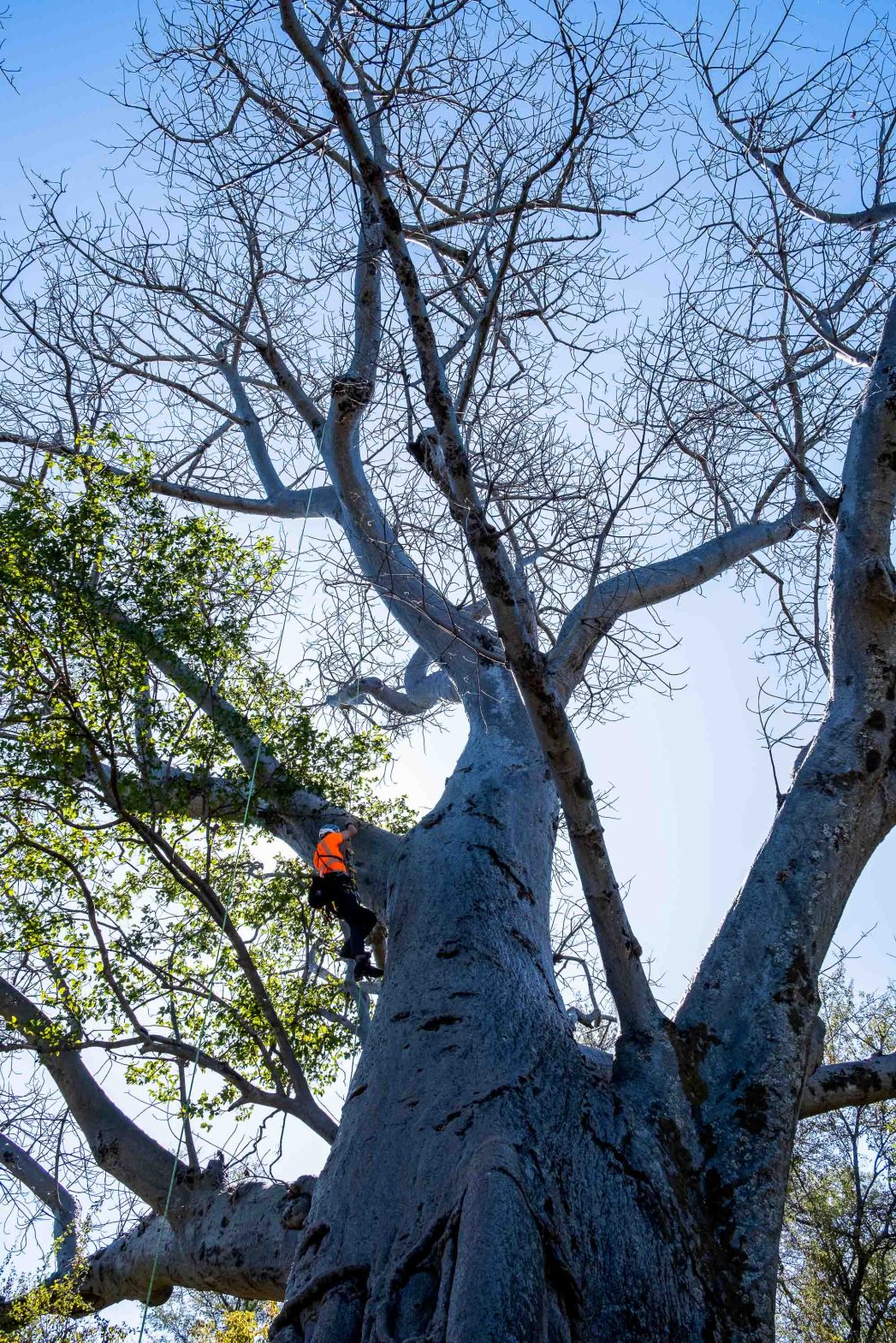 Jack climbing a baobab tree.