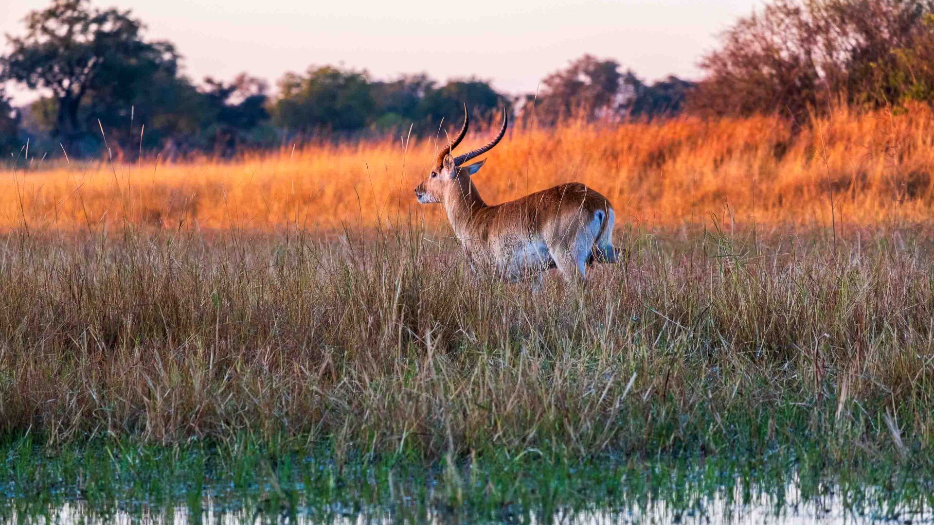 A lechwe stands in tall brown grass.