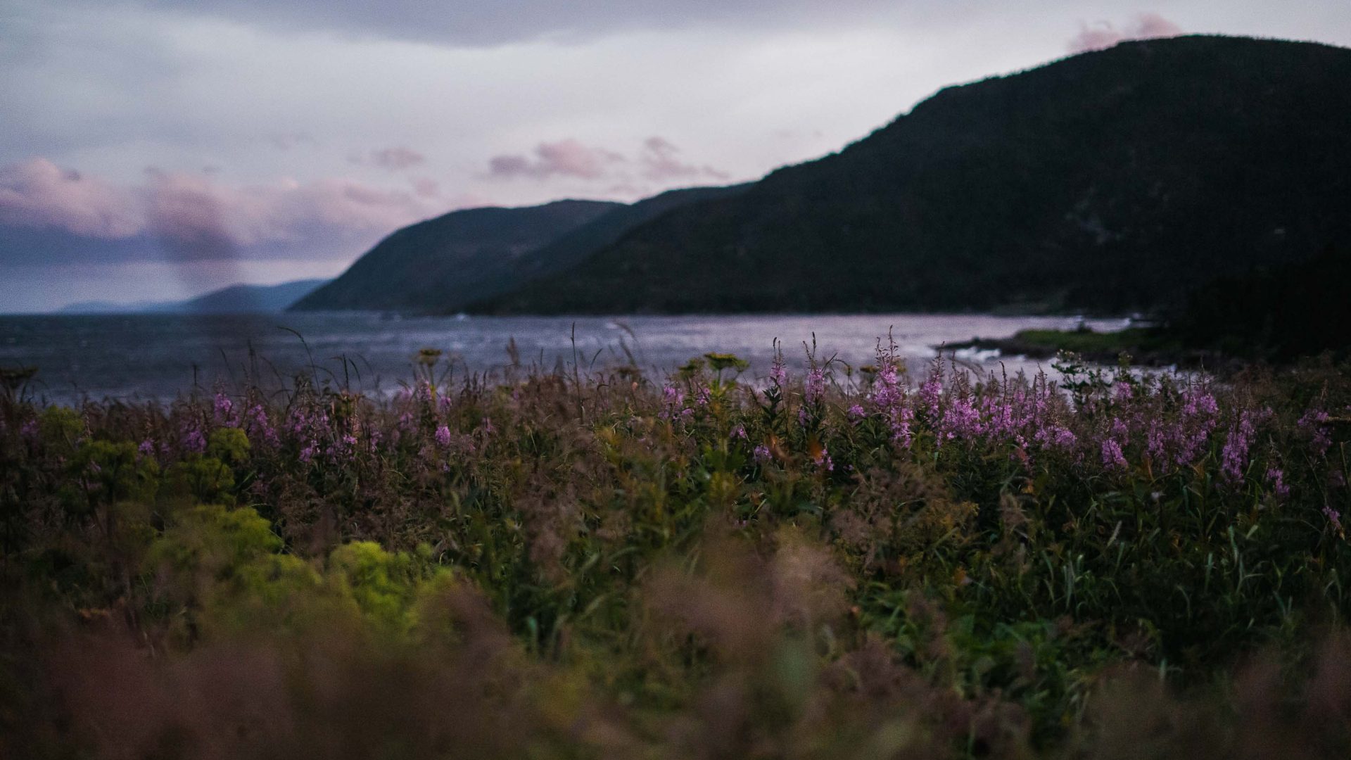 Soft light over the purple flowers and still water seen in Newfoundland..