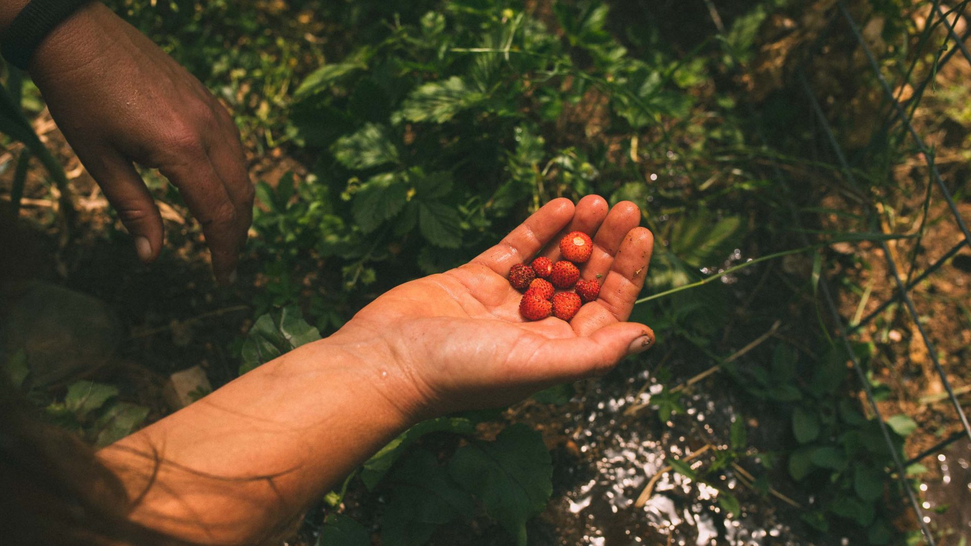 A hand holding red berries.