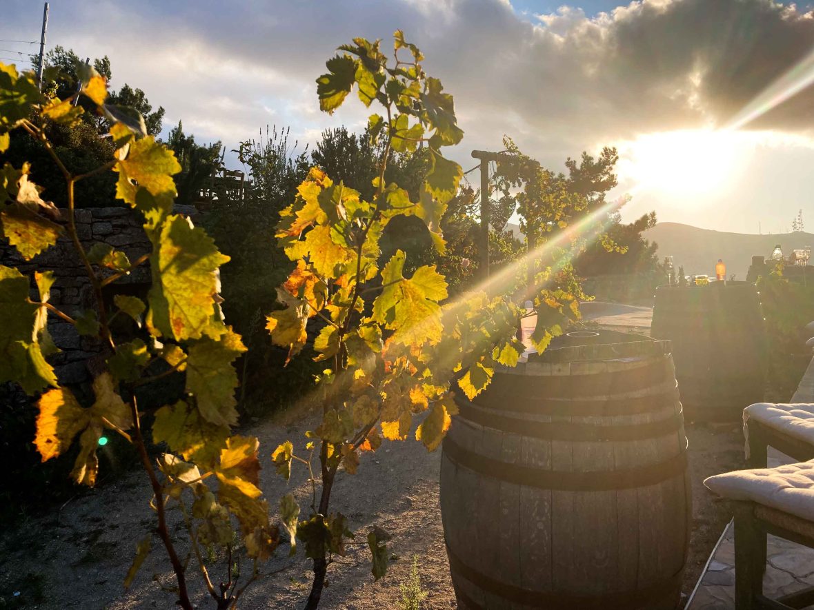Sunlight hits grape vines and a wine barrel.