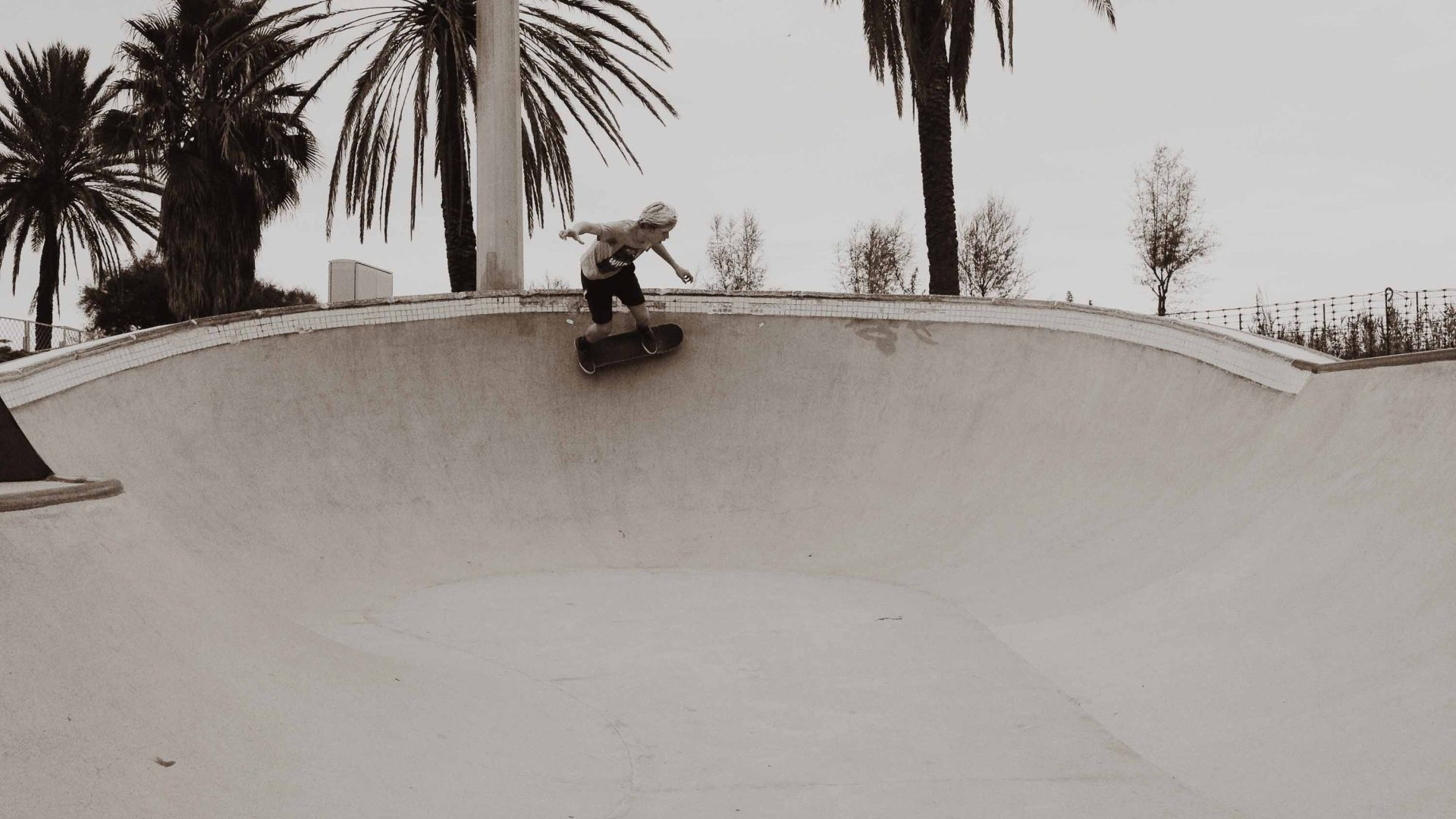 A single skater at a ramp which is backed by Palm Trees.
