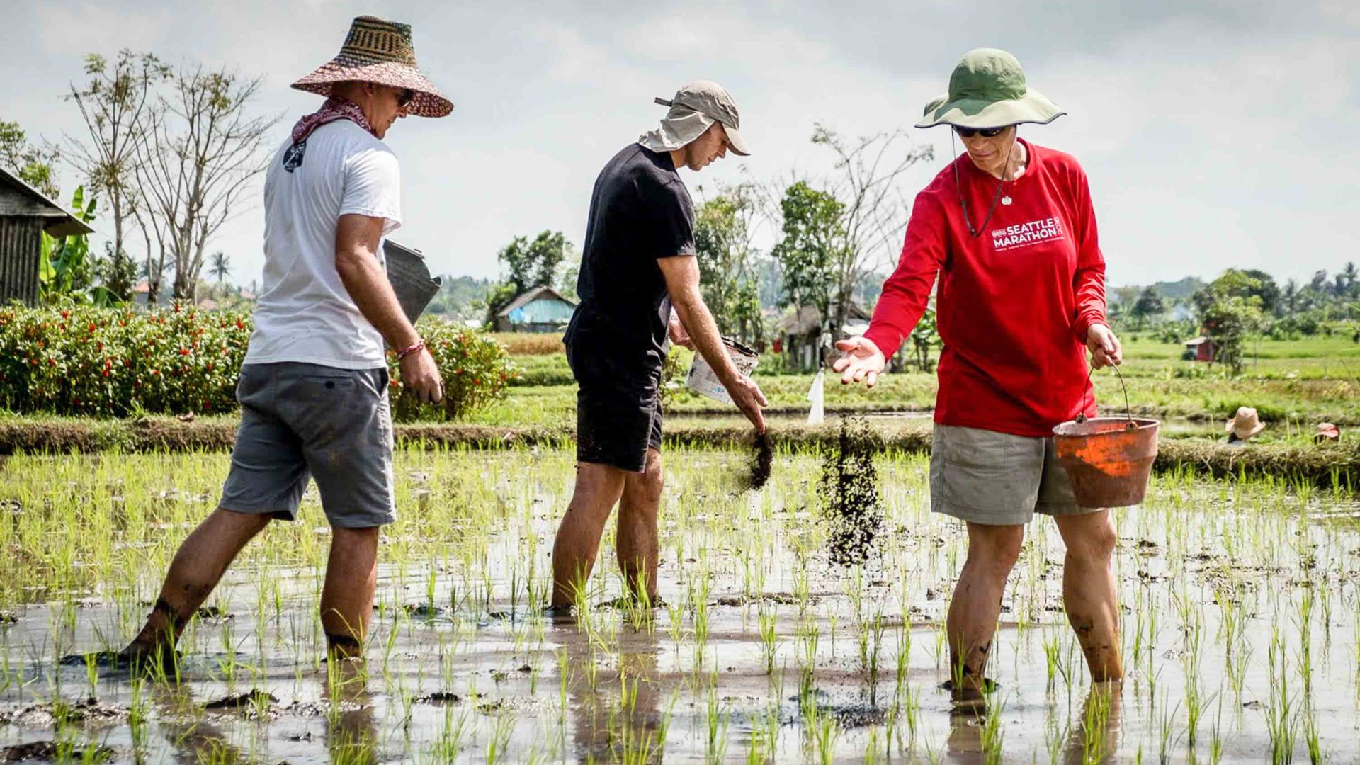 Tourists ankle deep in water on a rice paddy field.